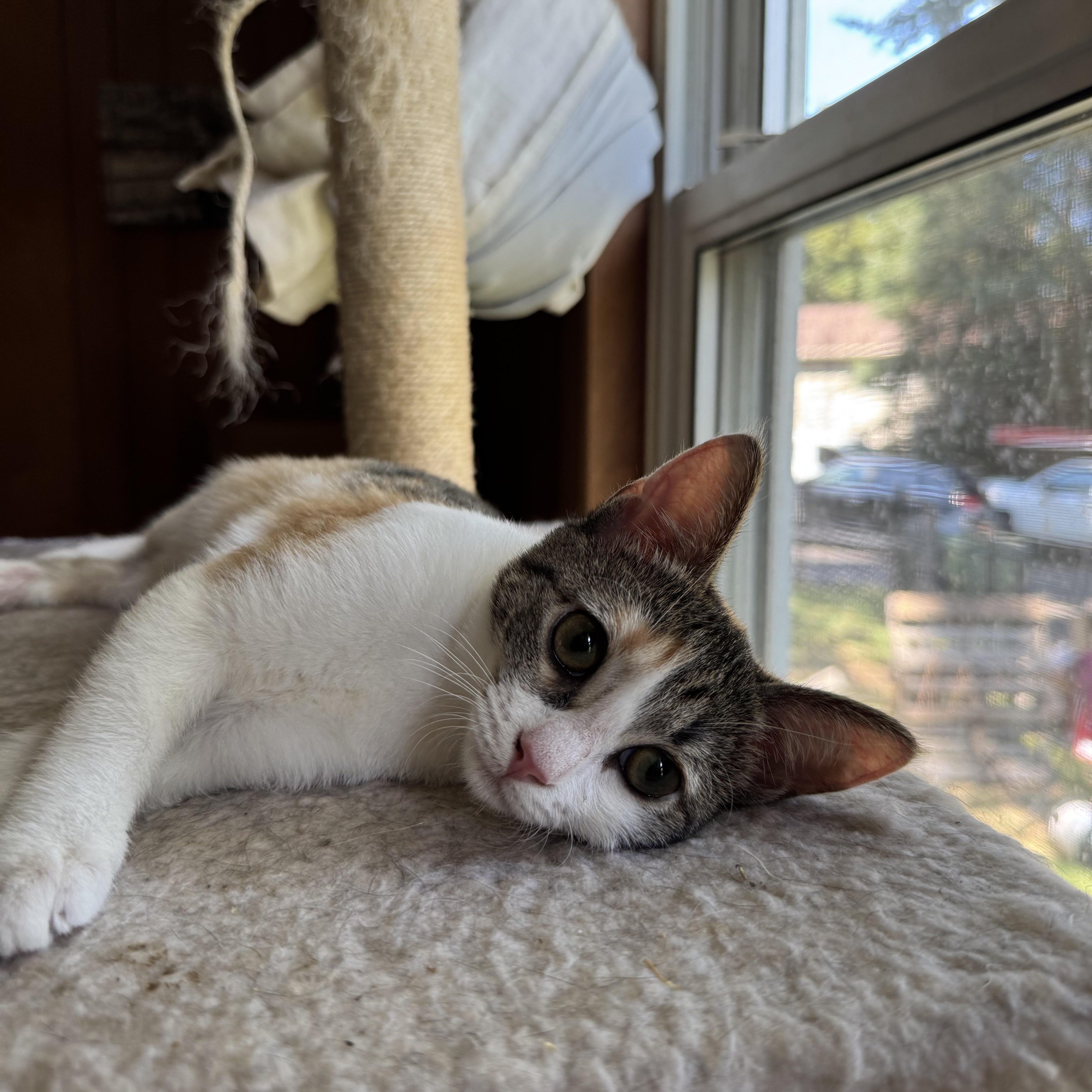 Enlarge Barley, a Adoptable Domestic Short Hair in Mount Holly, NC image 4/5