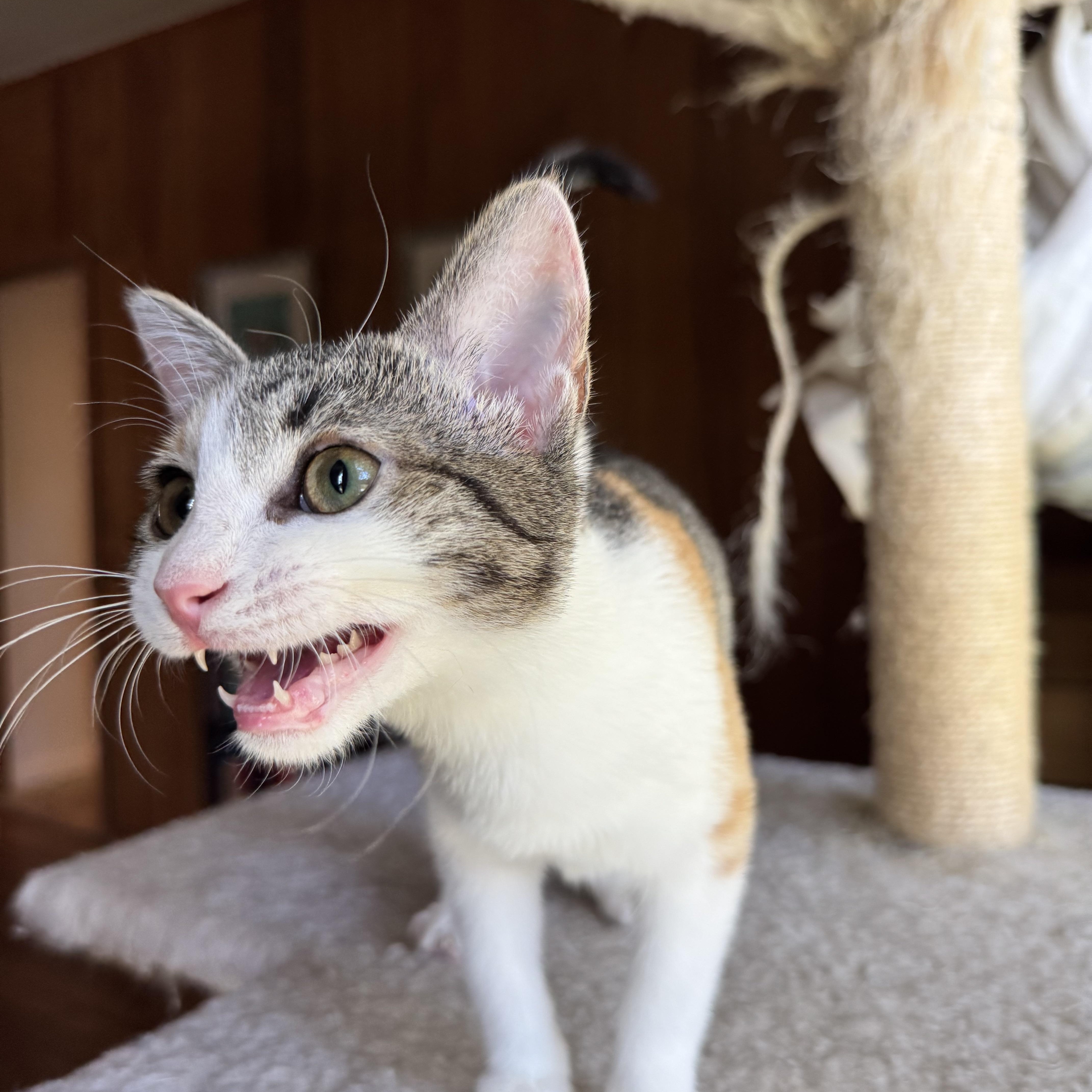 Barley, Adoptable, Kitten Female Domestic Short Hair.