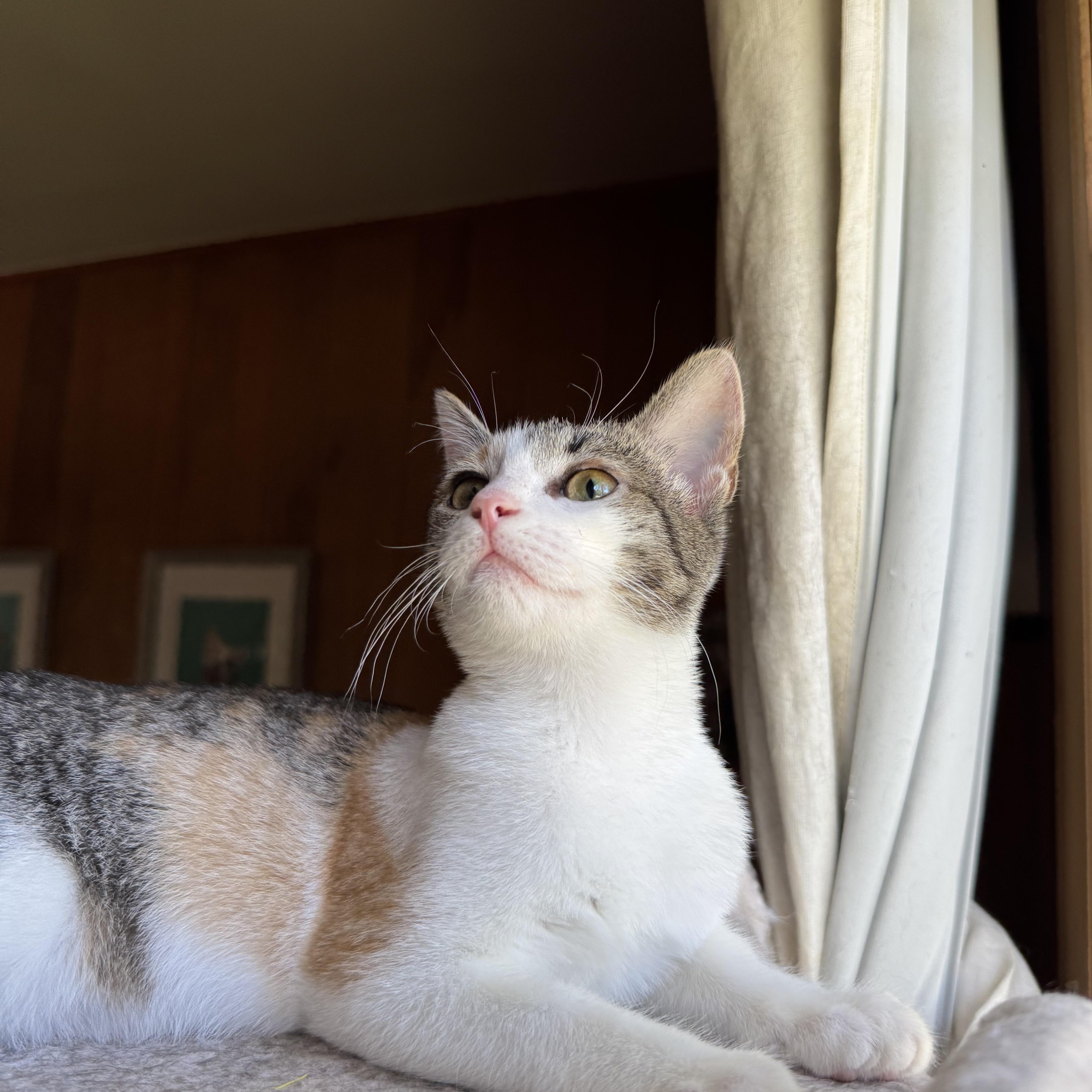 Enlarge Barley, a Adoptable Domestic Short Hair in Mount Holly, NC image 2/5