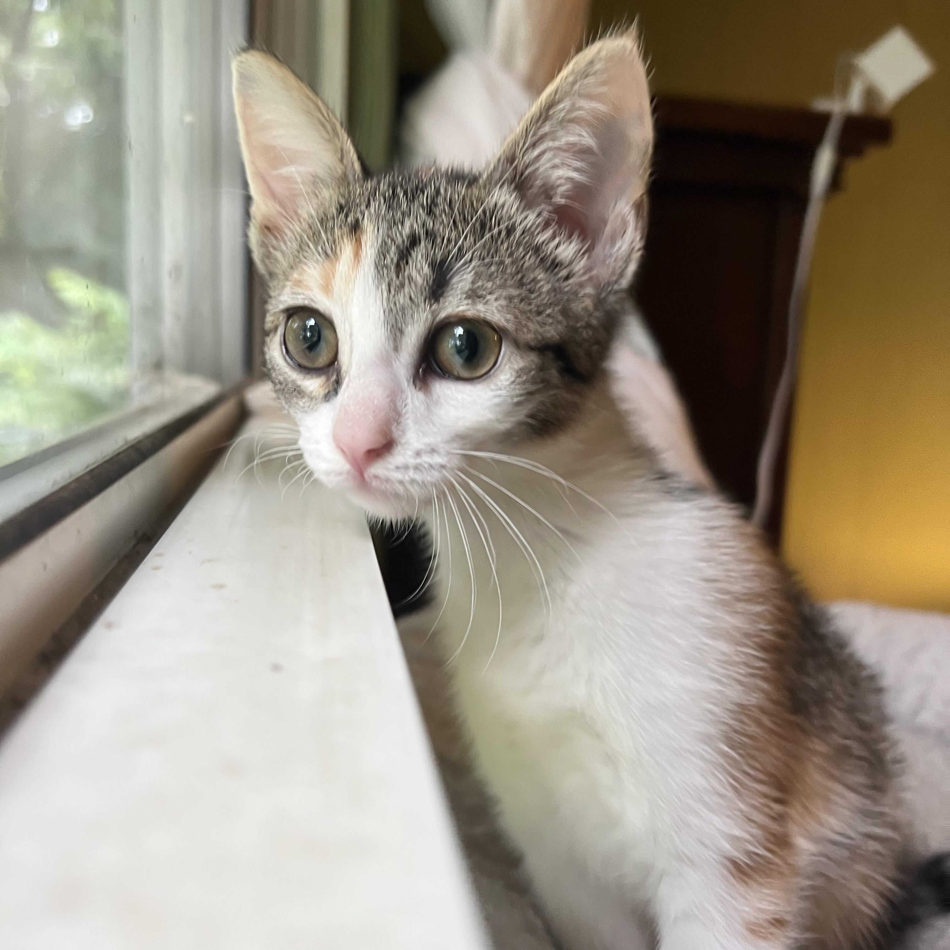 Barley, Adoptable, Kitten Female Domestic Short Hair.