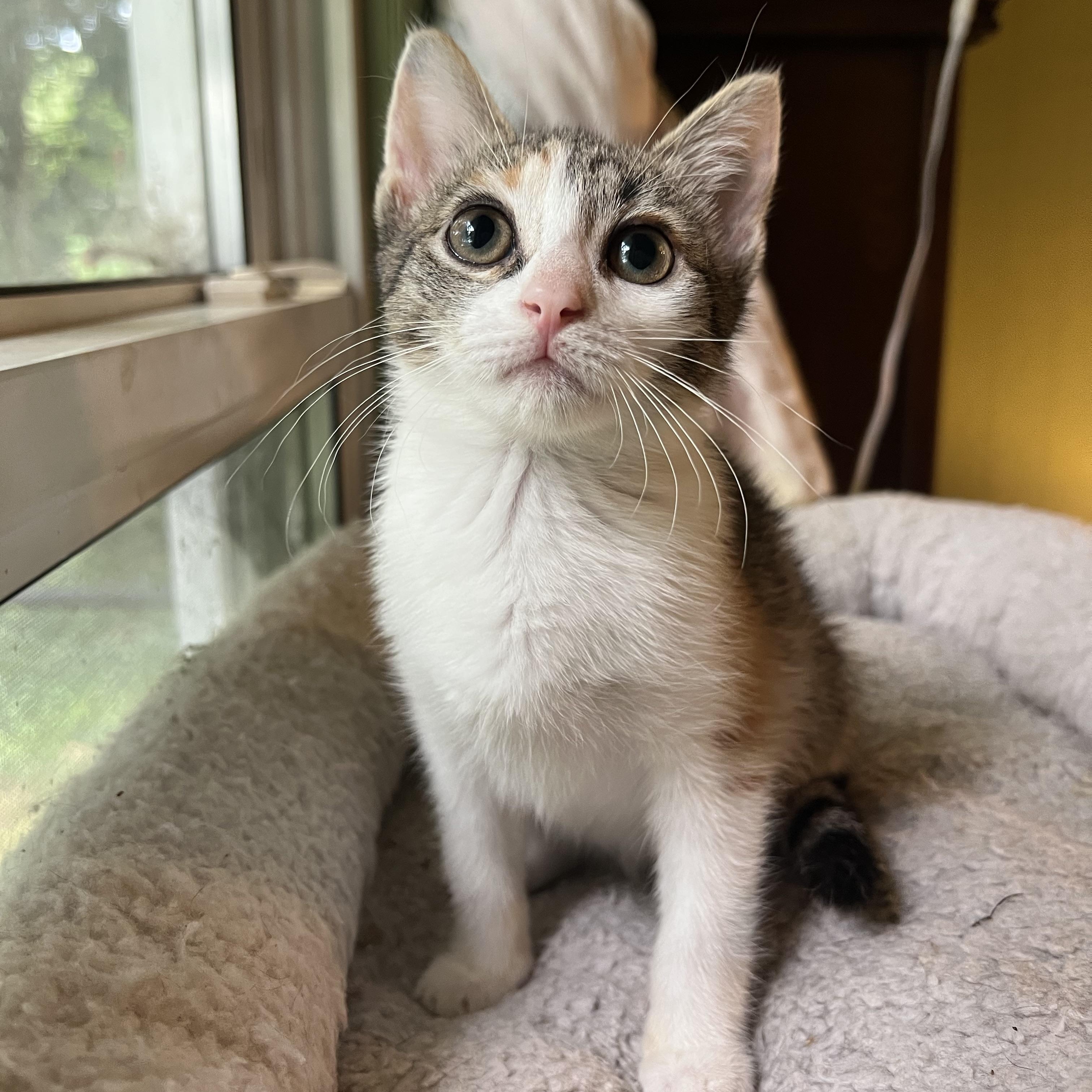 Enlarge Barley, a Adoptable Domestic Short Hair in Mount Holly, NC image 5/5