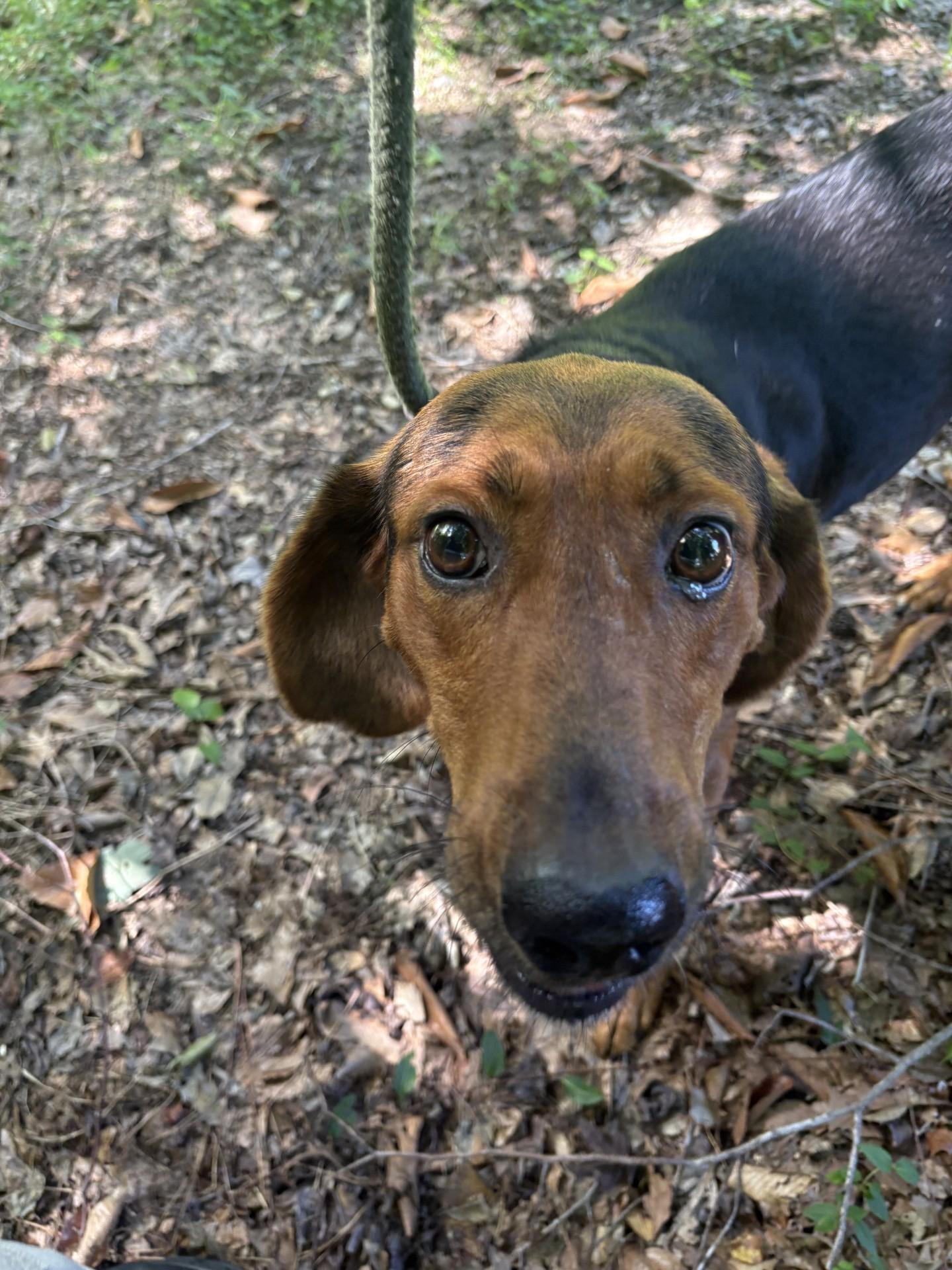 Enlarge Lamar, a ADOPTABLE mixed breed in Ashland, VA image 1/2
