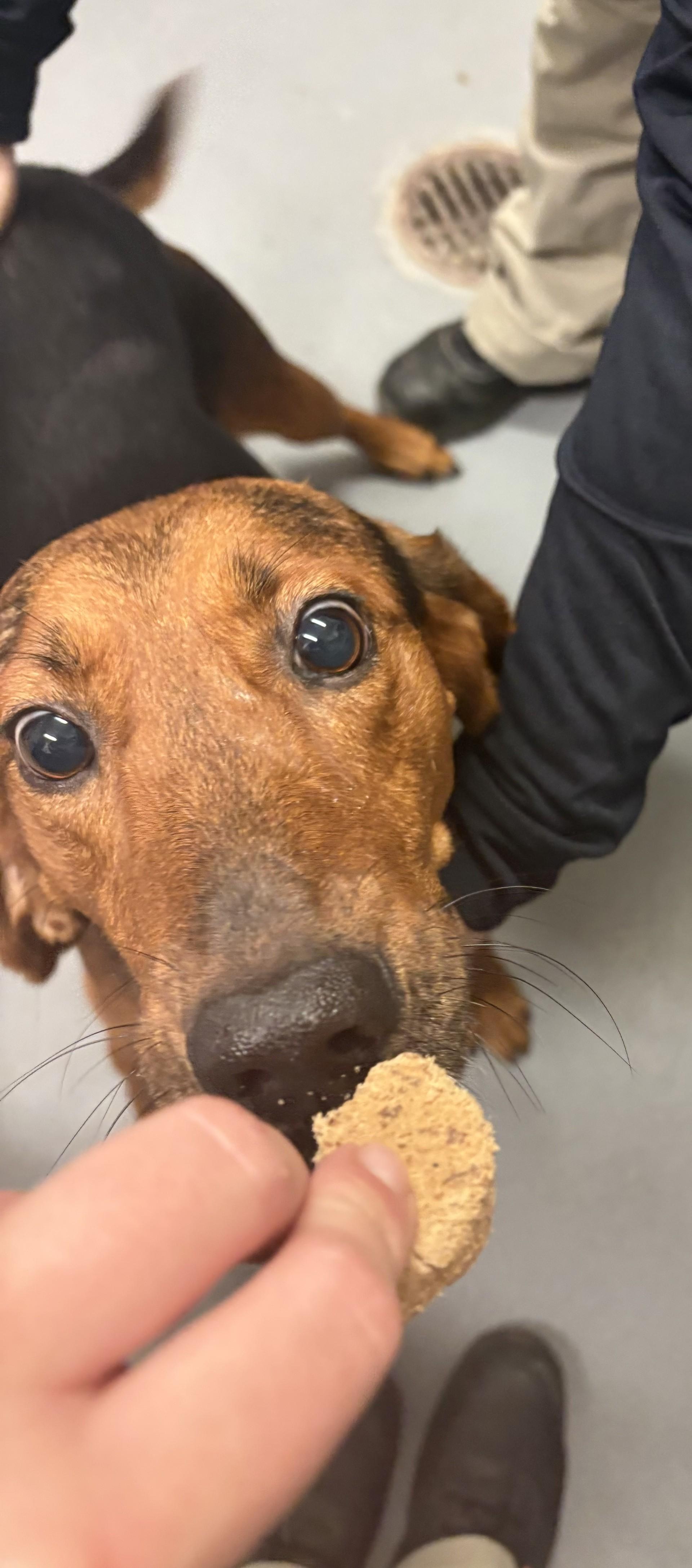 Enlarge Lamar, a ADOPTABLE mixed breed in Ashland, VA image 2/2