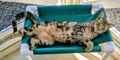 Enlarge Sally, a Adoptable Domestic Short Hair in Honolulu, HI image 1/1