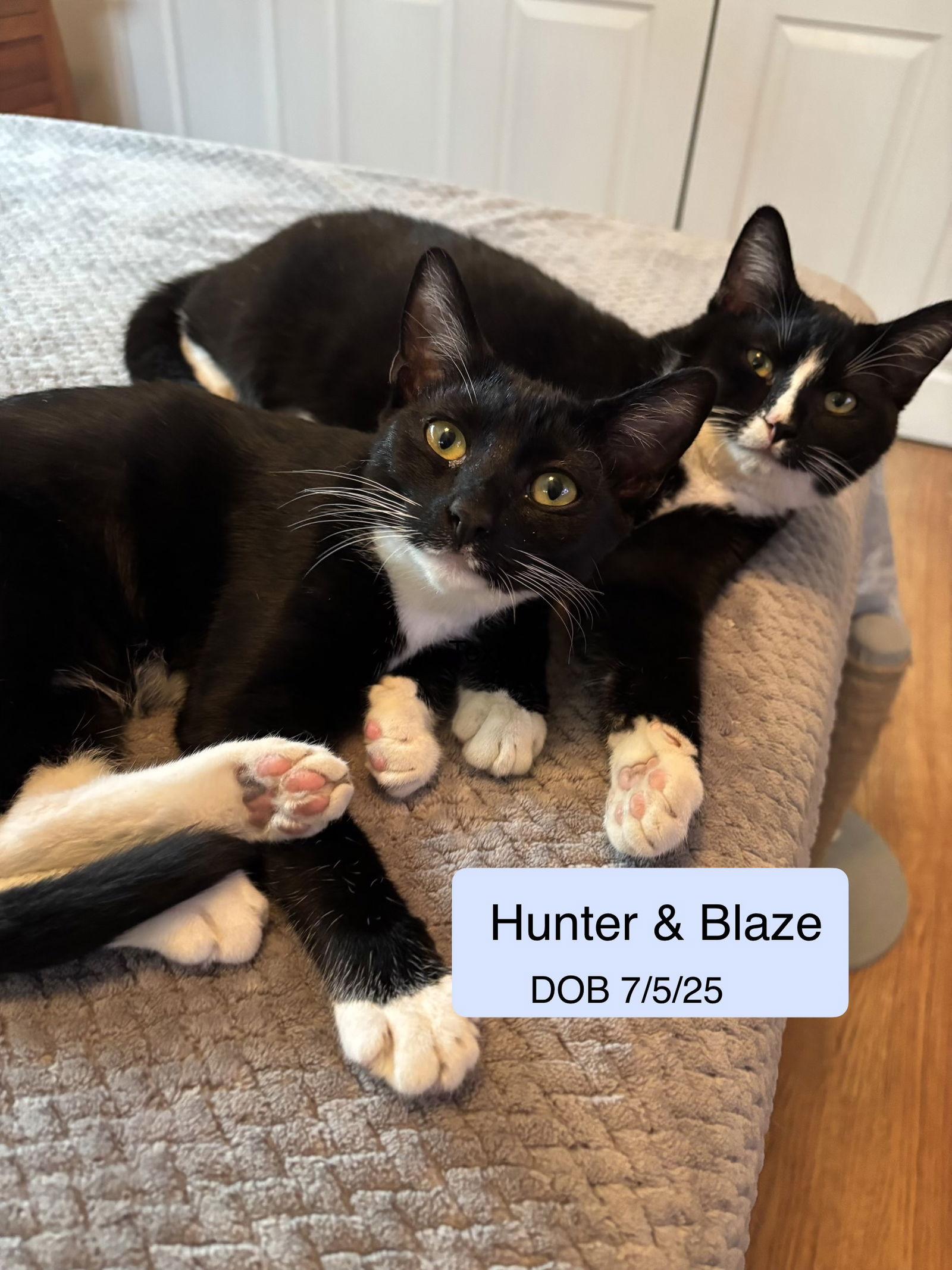 Blaze bonded with Hunter, Adoptable, Kitten Male Domestic Short Hair.