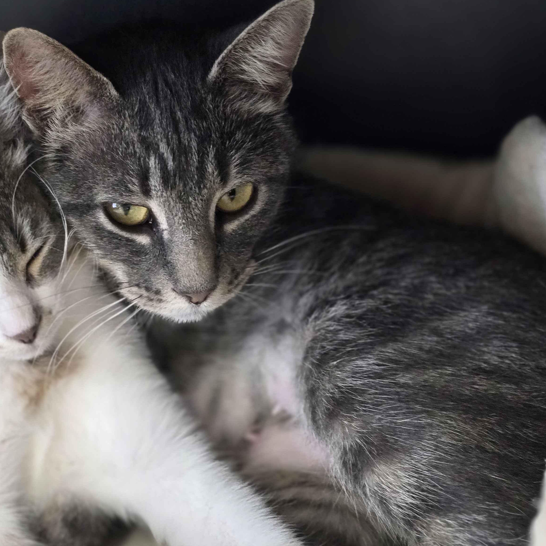 Shive - Private Investigator 6