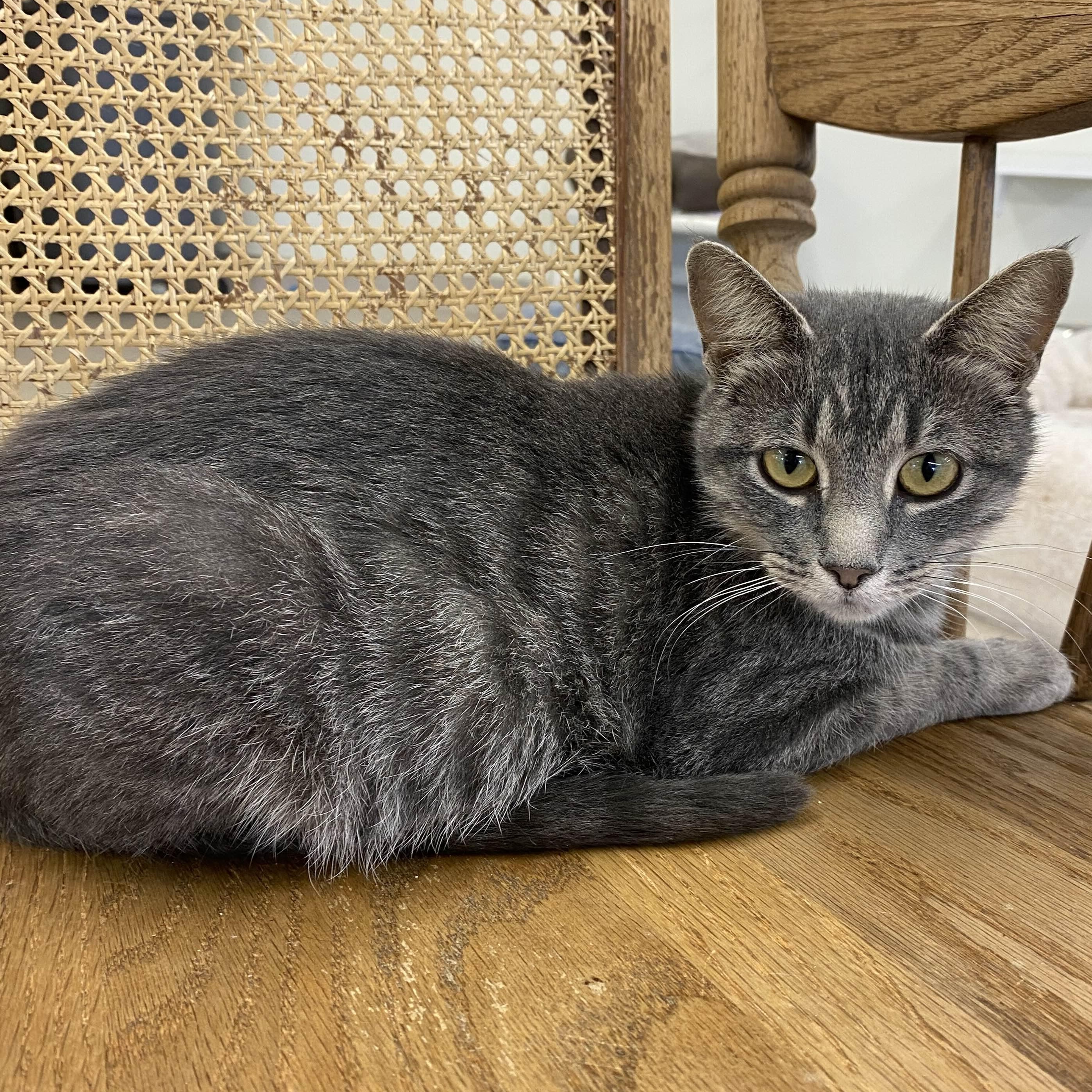 Shive - Private Investigator 5