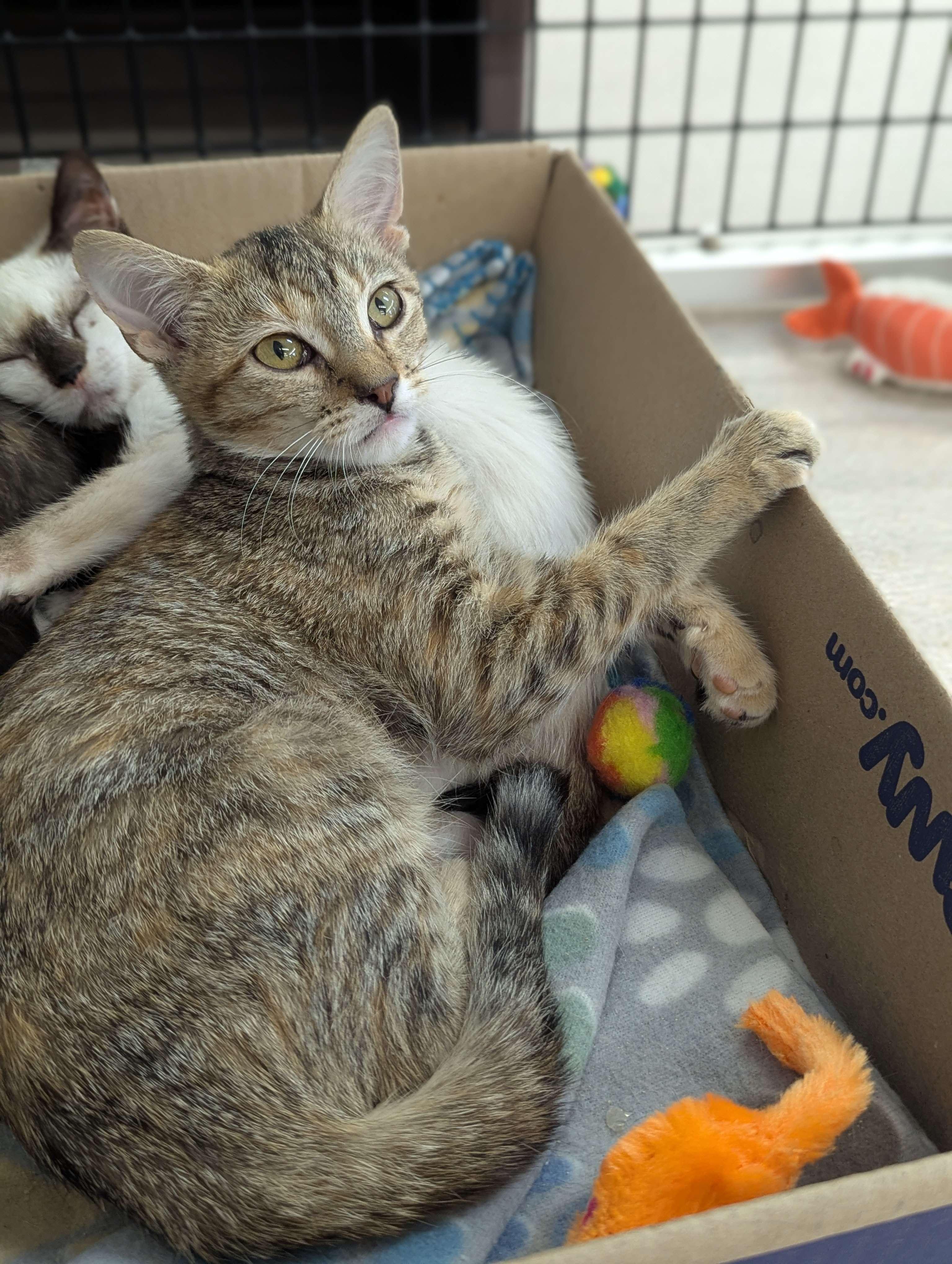 Shive - Private Investigator 3