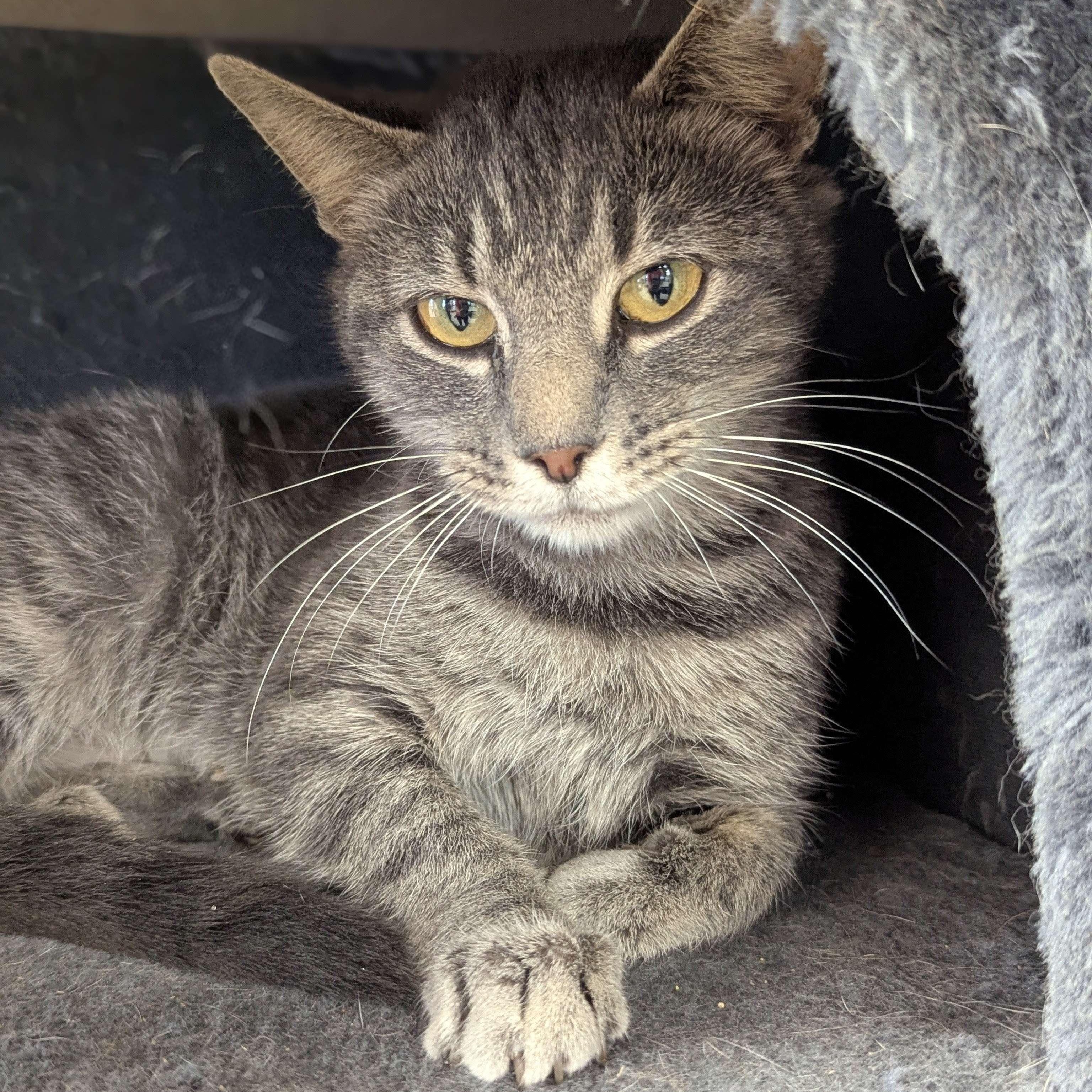 Shive - Private Investigator 2