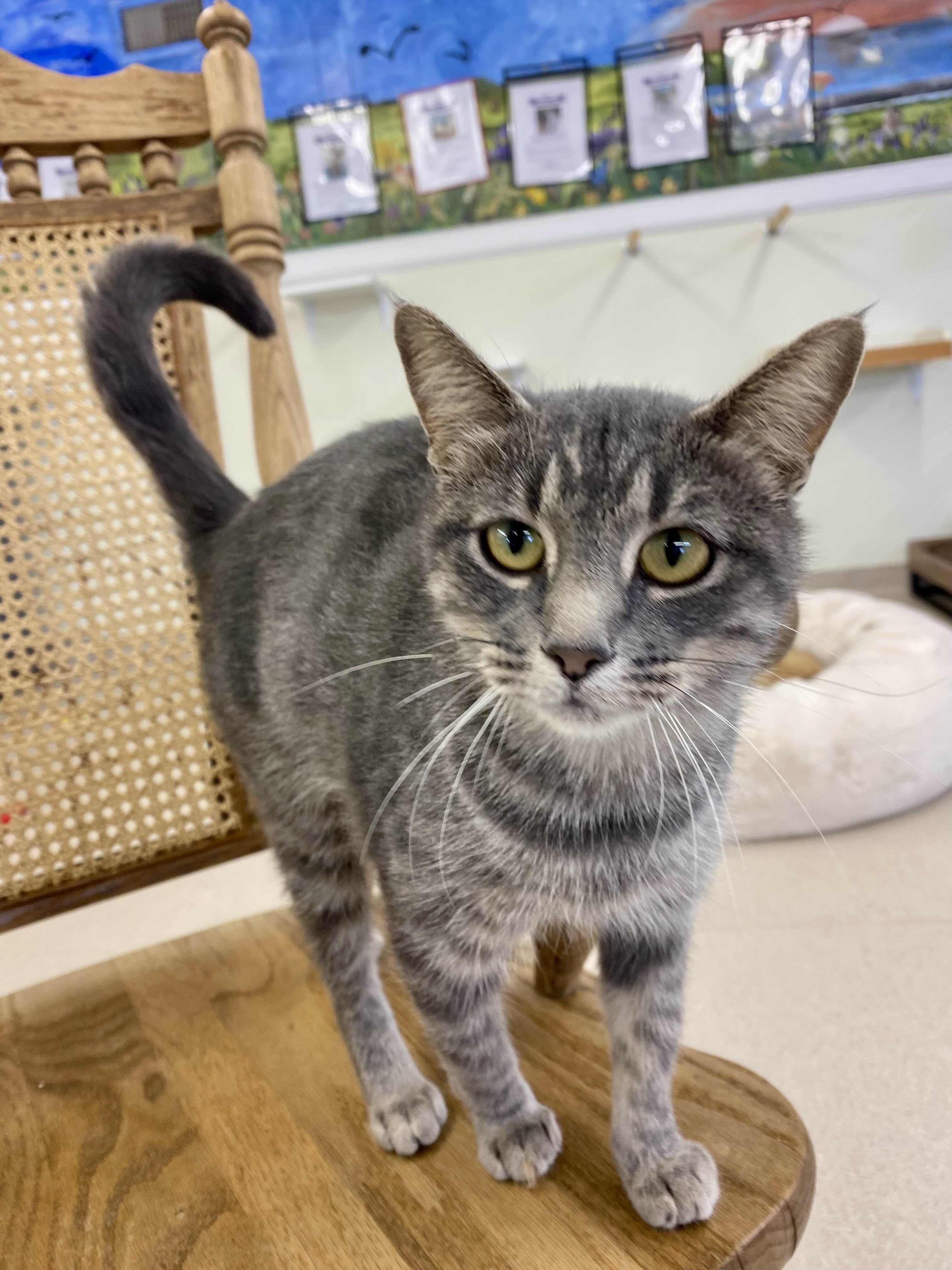 Shive - Private Investigator 4