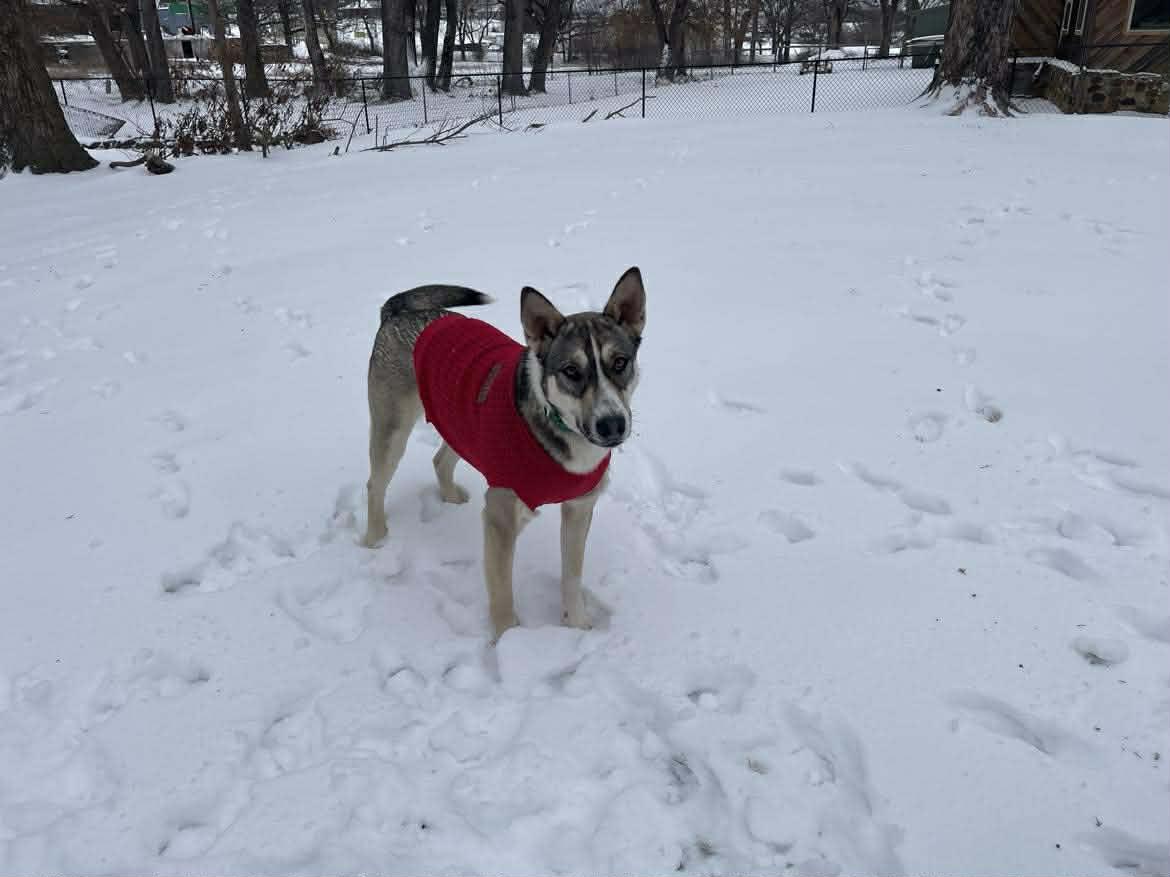 Tallulah, a ADOPTABLE mixed breed in Enfield, CT image 4/6