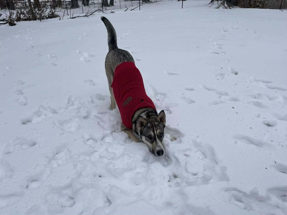 Tallulah, a ADOPTABLE mixed breed in Enfield, CT image 2/6