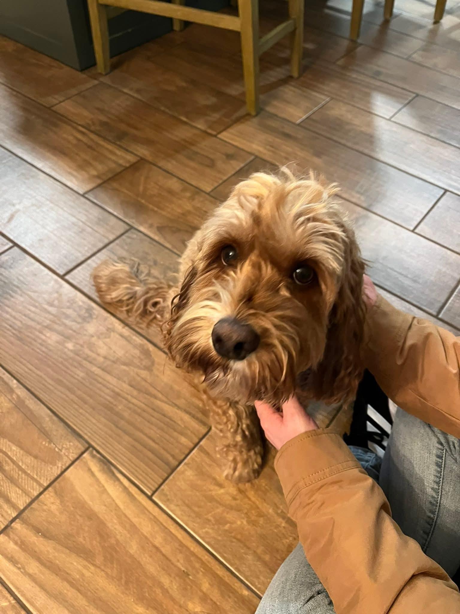 Enlarge Wrigley, a Adoptable mixed breed in Warsaw, IN image 1/3