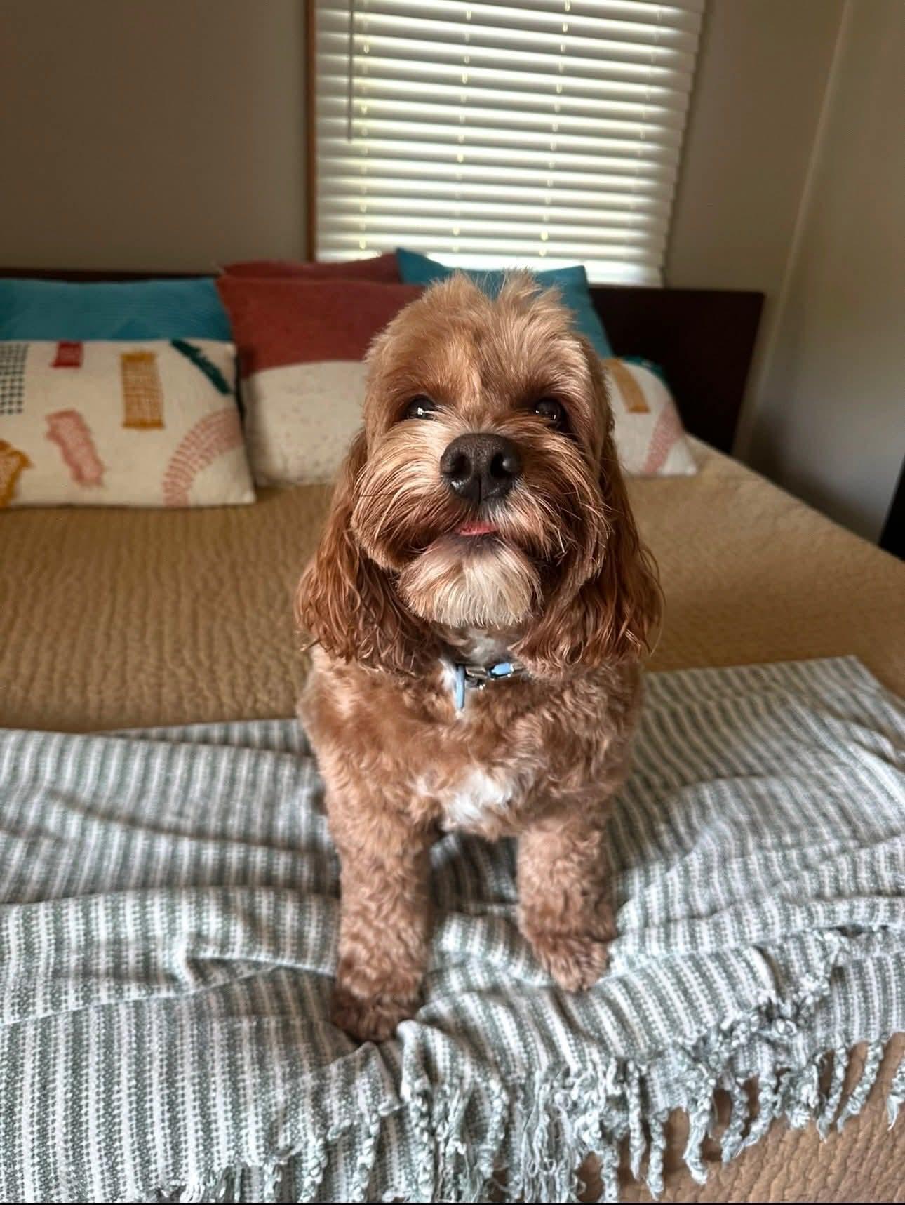 Enlarge Wrigley, a Adoptable mixed breed in Warsaw, IN image 2/3