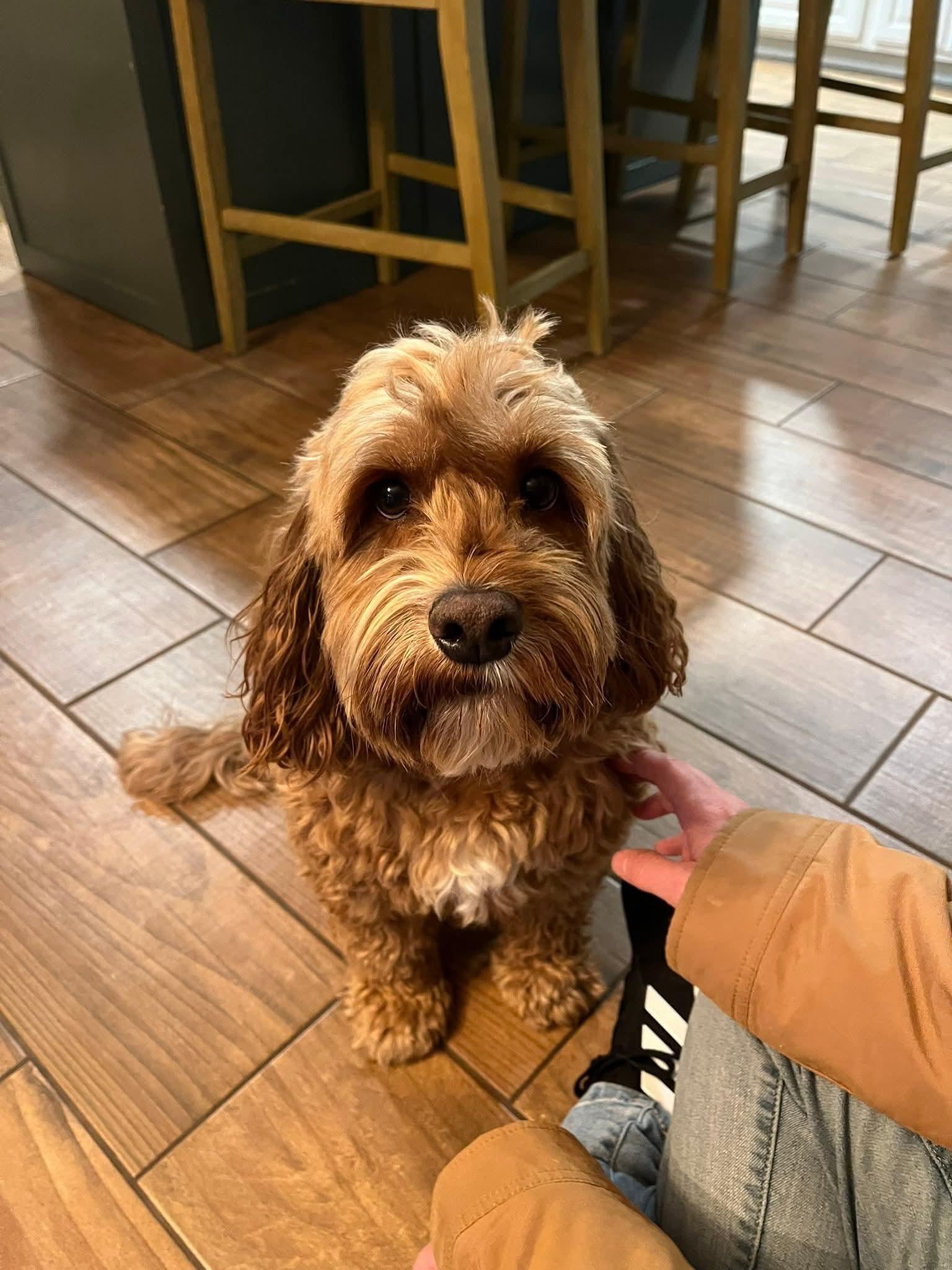 Enlarge Wrigley, a Adoptable mixed breed in Warsaw, IN image 3/3