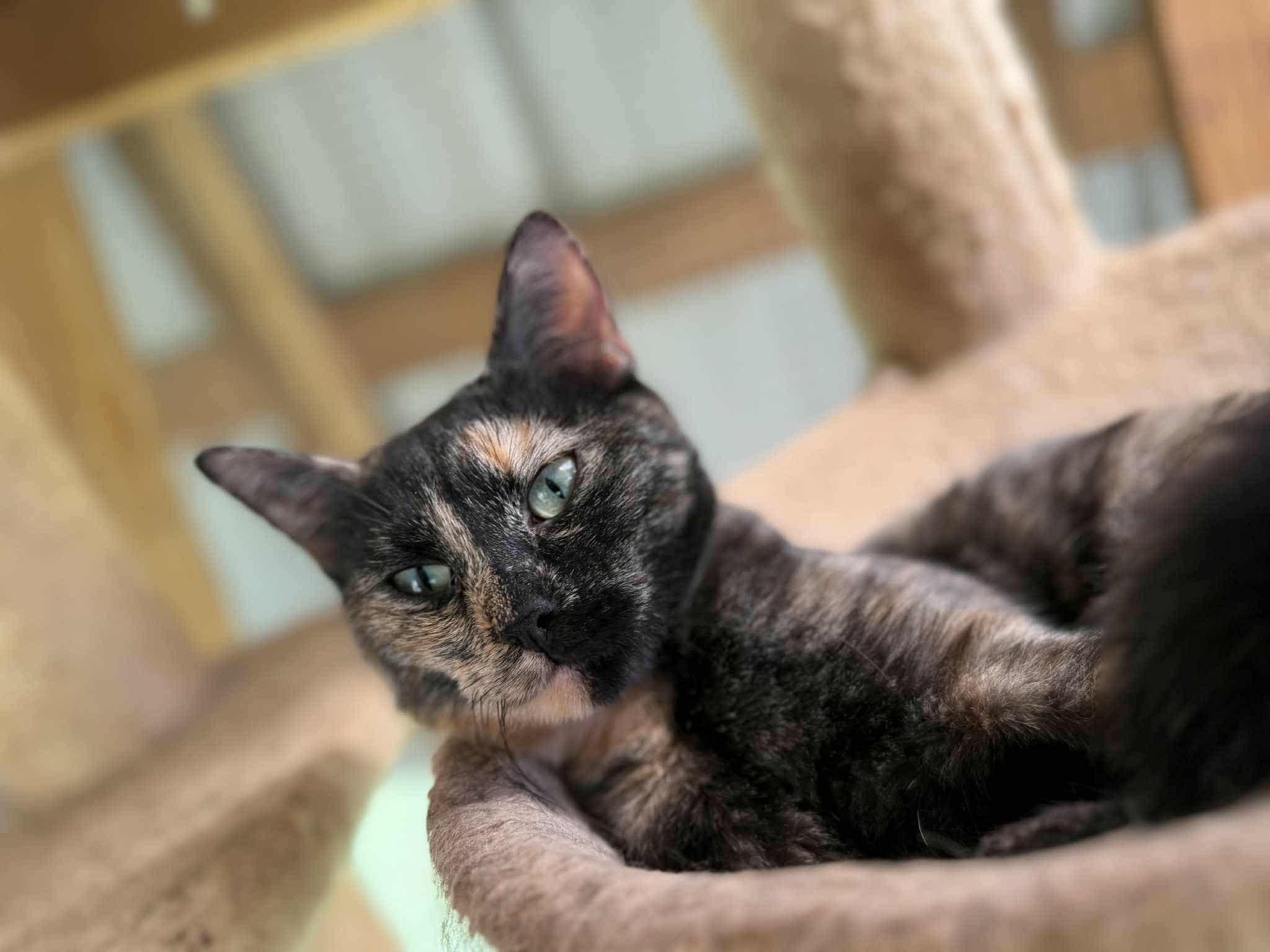 Bella, Adoptable, Adult Female Domestic Short Hair.