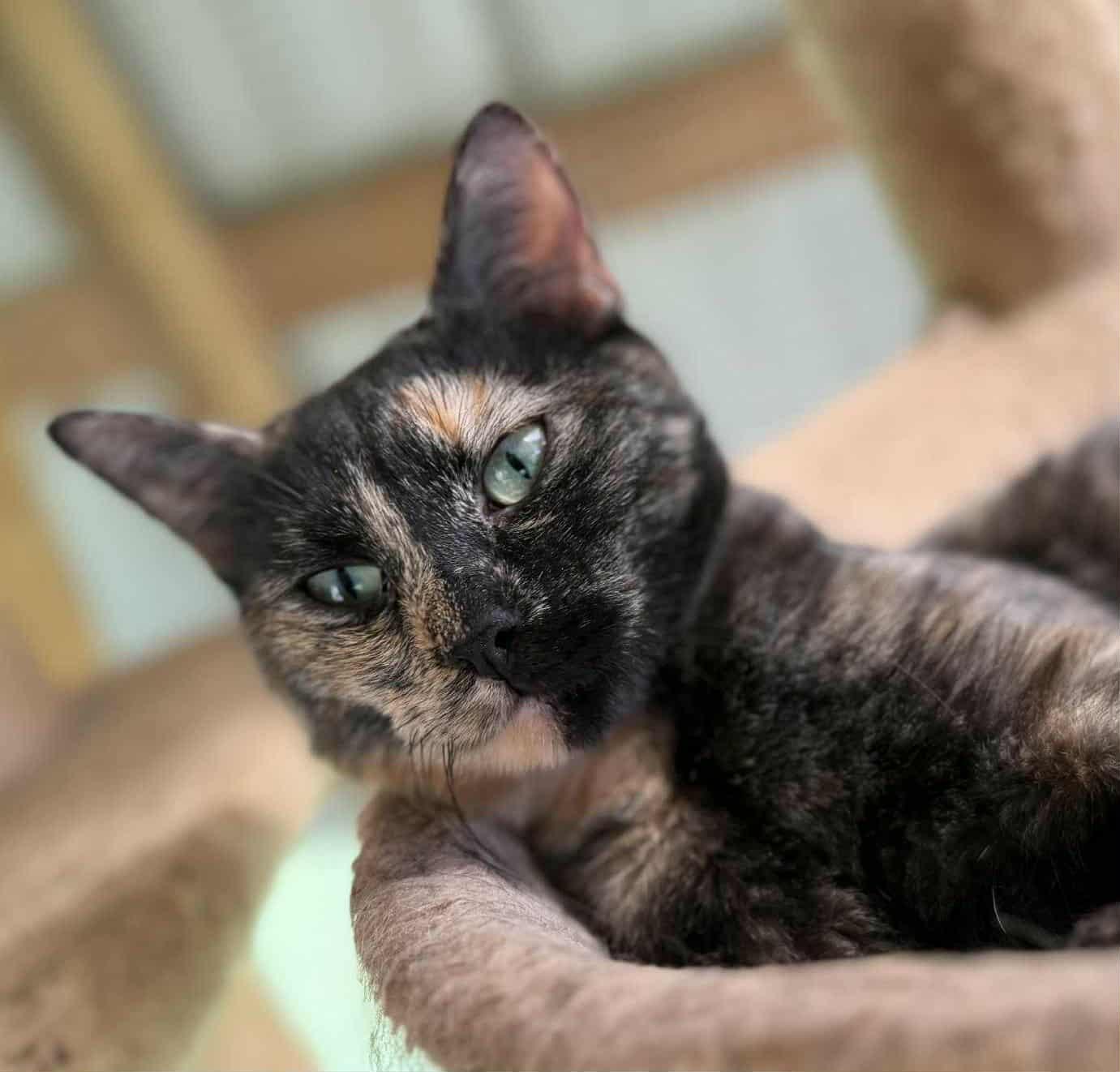 Bella, Adoptable, Adult Female Domestic Short Hair.