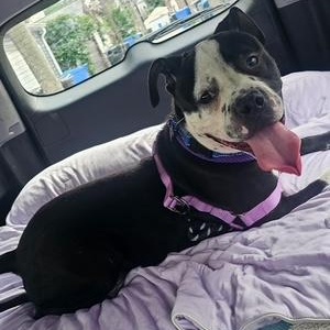 Freckles, Adoptable, Young Male Bulldog.
