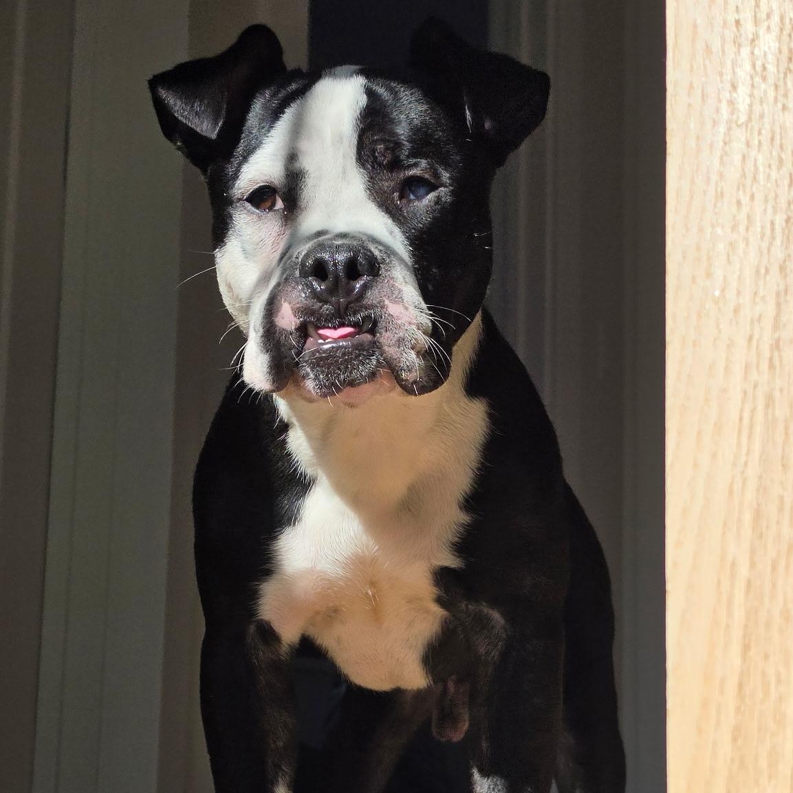 Enlarge Freckles, a Adoptable mixed breed in Chicago, IL image 3/4