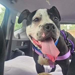 Enlarge Freckles, a Adoptable mixed breed in Chicago, IL image 4/4