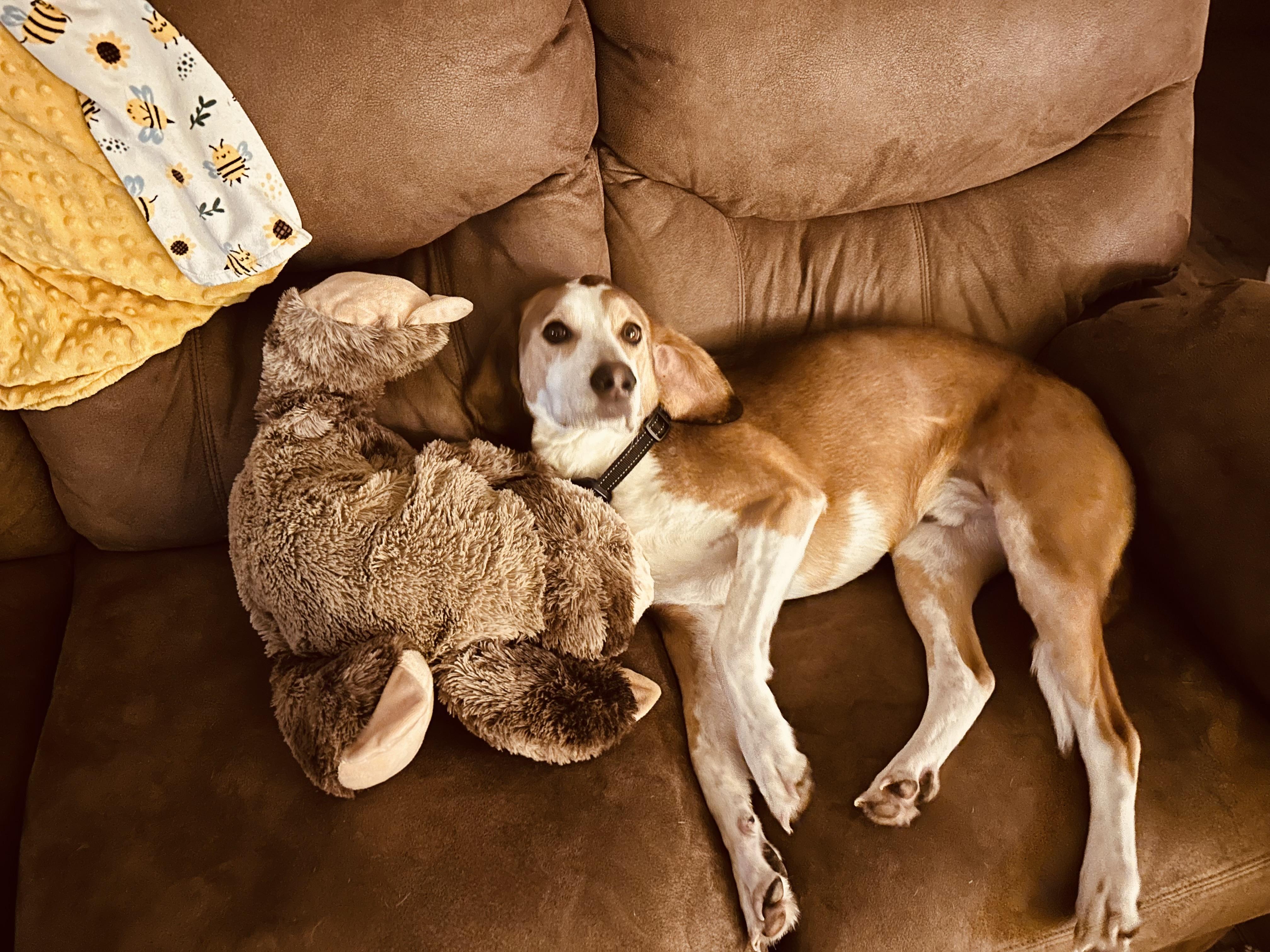 Enlarge Tobi, a ADOPTABLE American Foxhound in Huntingtown, MD image 1/2