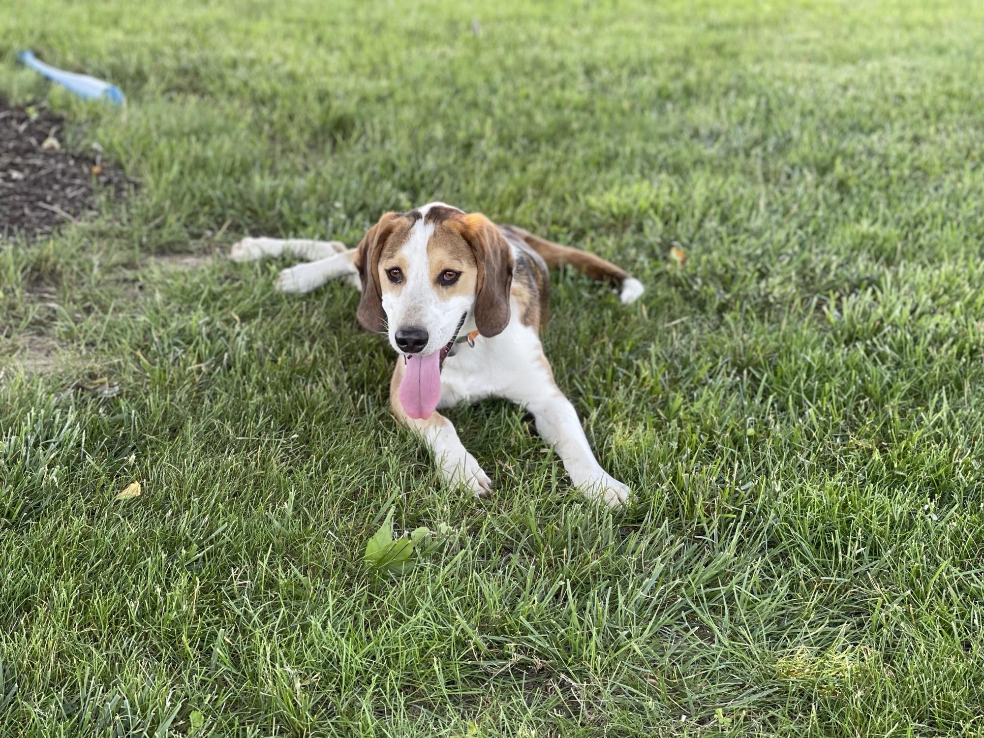 Enlarge Tobi, a ADOPTABLE American Foxhound in Huntingtown, MD image 2/2