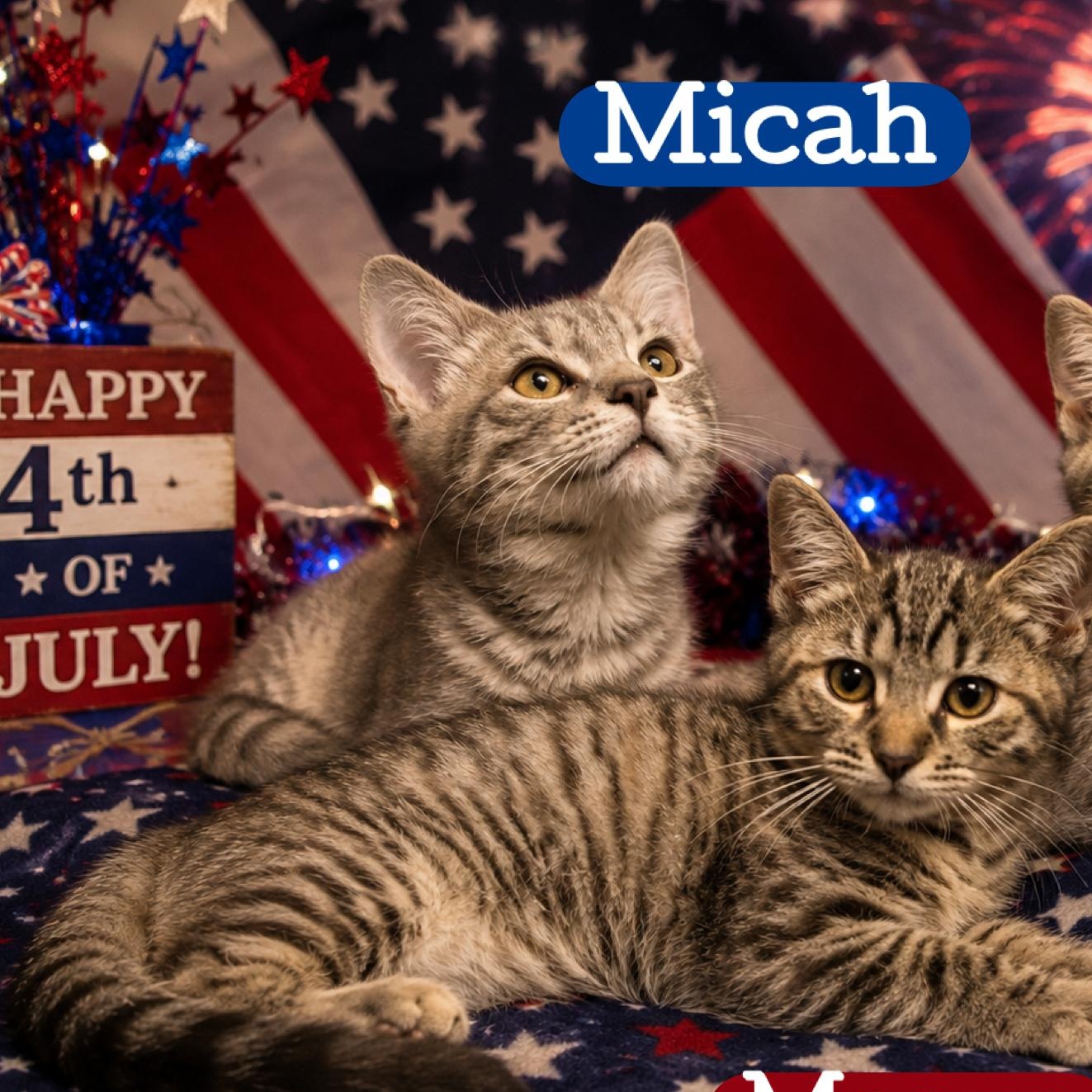 Micah, Adoptable, Kitten Male Domestic Short Hair.