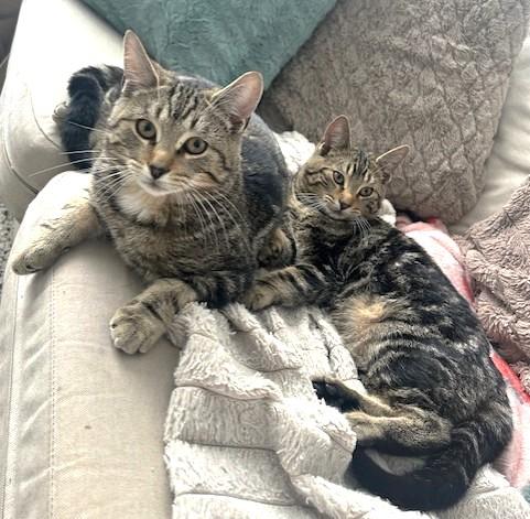 Bootsie, a Adoptable Tabby in Stoney Creek, ON image 3/5