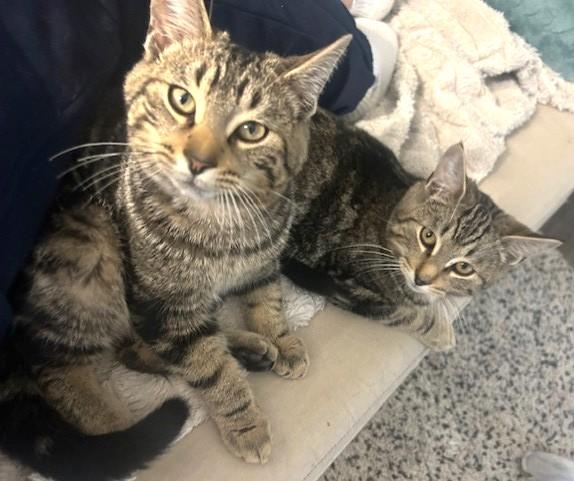 Bootsie, a Adoptable Tabby in Stoney Creek, ON image 4/5