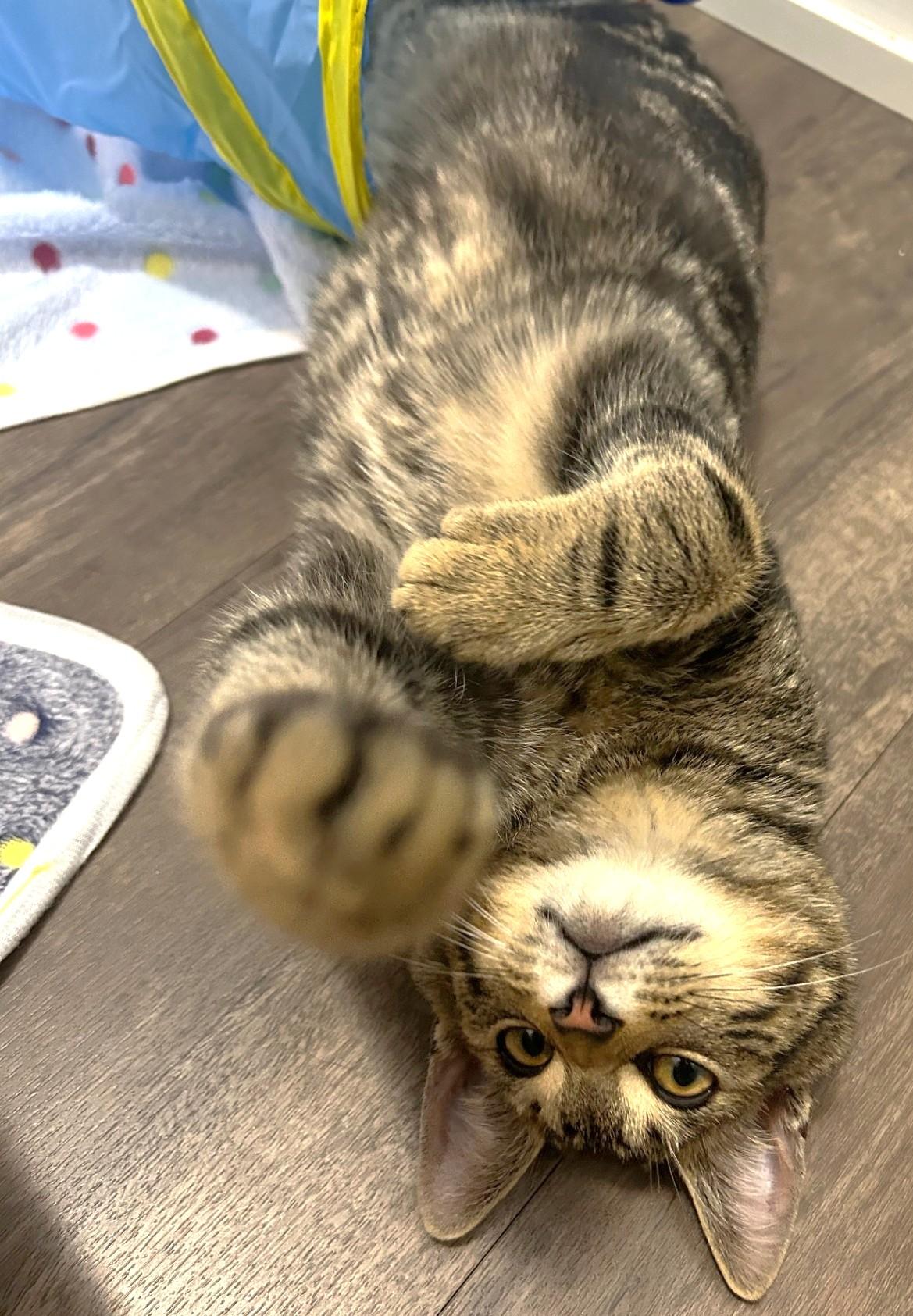 Bootsie, a Adoptable Tabby in Stoney Creek, ON image 5/5