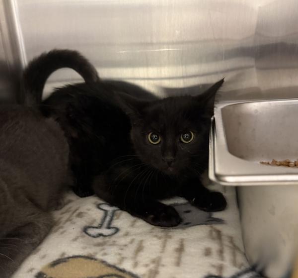 Prue, Adoptable, Kitten Female Domestic Short Hair.