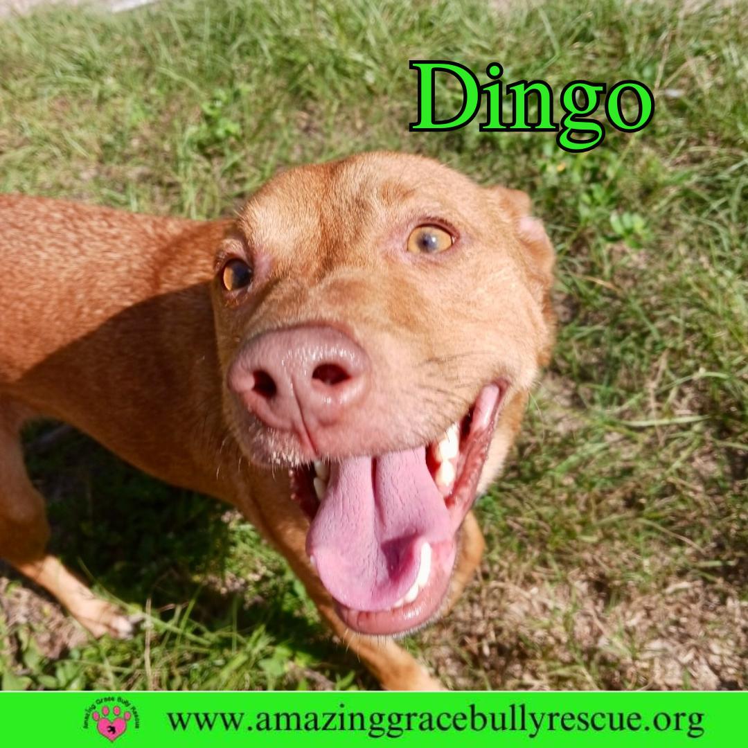 Enlarge Dingo, a Adoptable Pit Bull Terrier in Pensacola, FL image 1/3