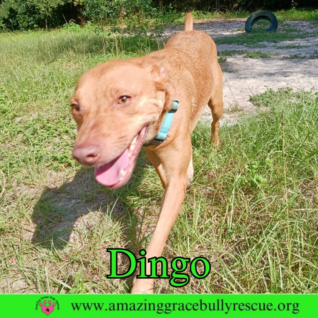 Enlarge Dingo, a Adoptable Pit Bull Terrier in Pensacola, FL image 2/3