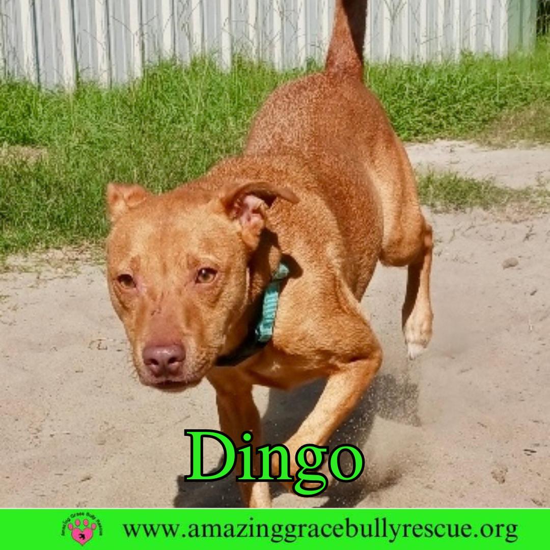 Enlarge Dingo, a Adoptable Pit Bull Terrier in Pensacola, FL image 3/3