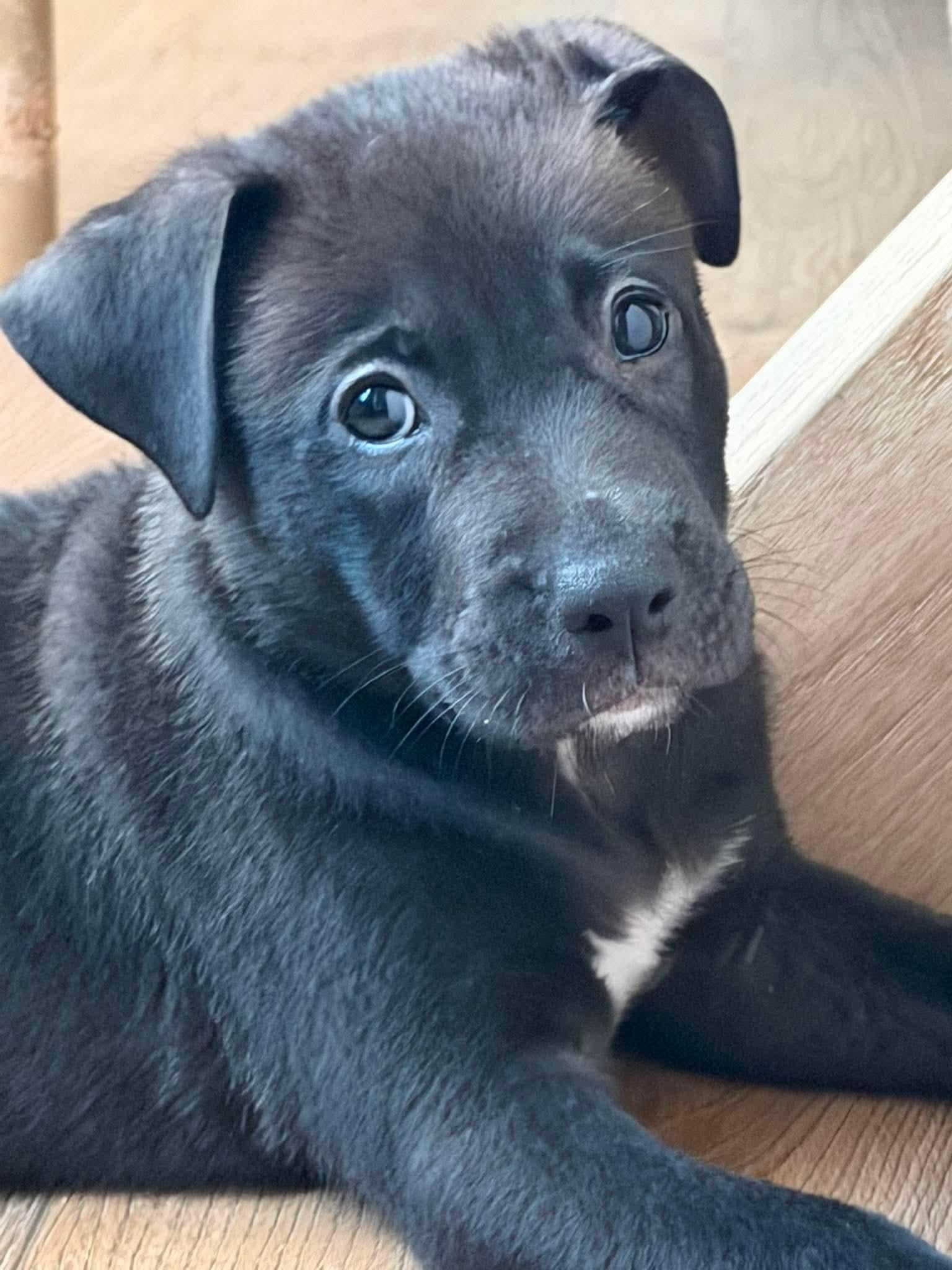 Fruit loops, a ADOPTABLE mixed breed in Wando, SC image 1/4