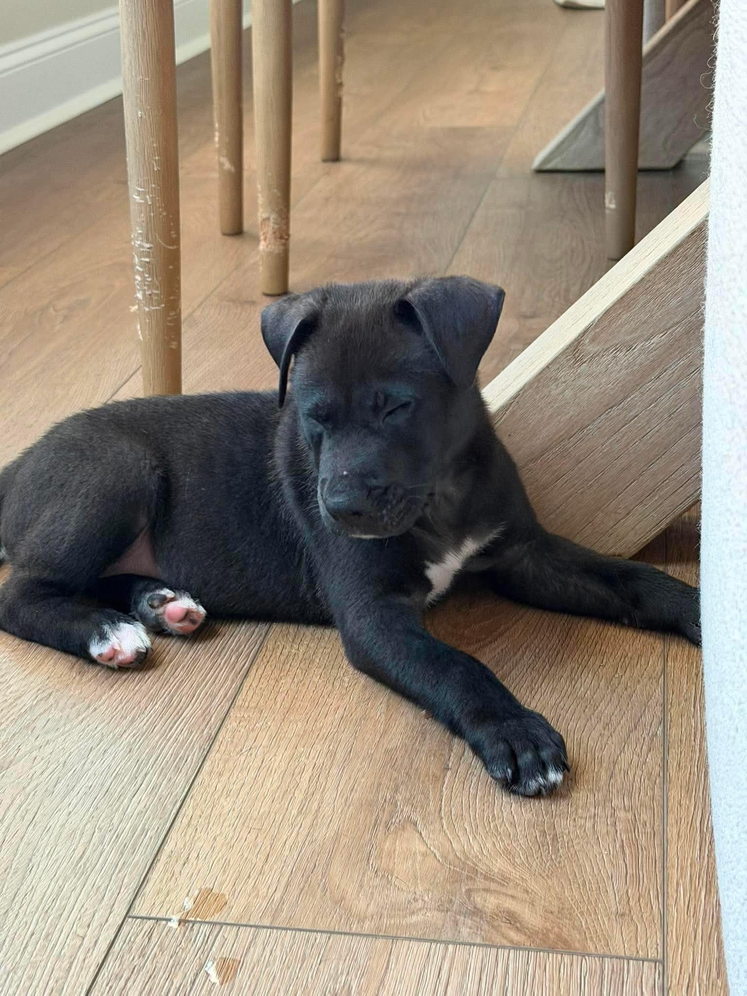 Fruit loops, a ADOPTABLE mixed breed in Wando, SC image 4/4