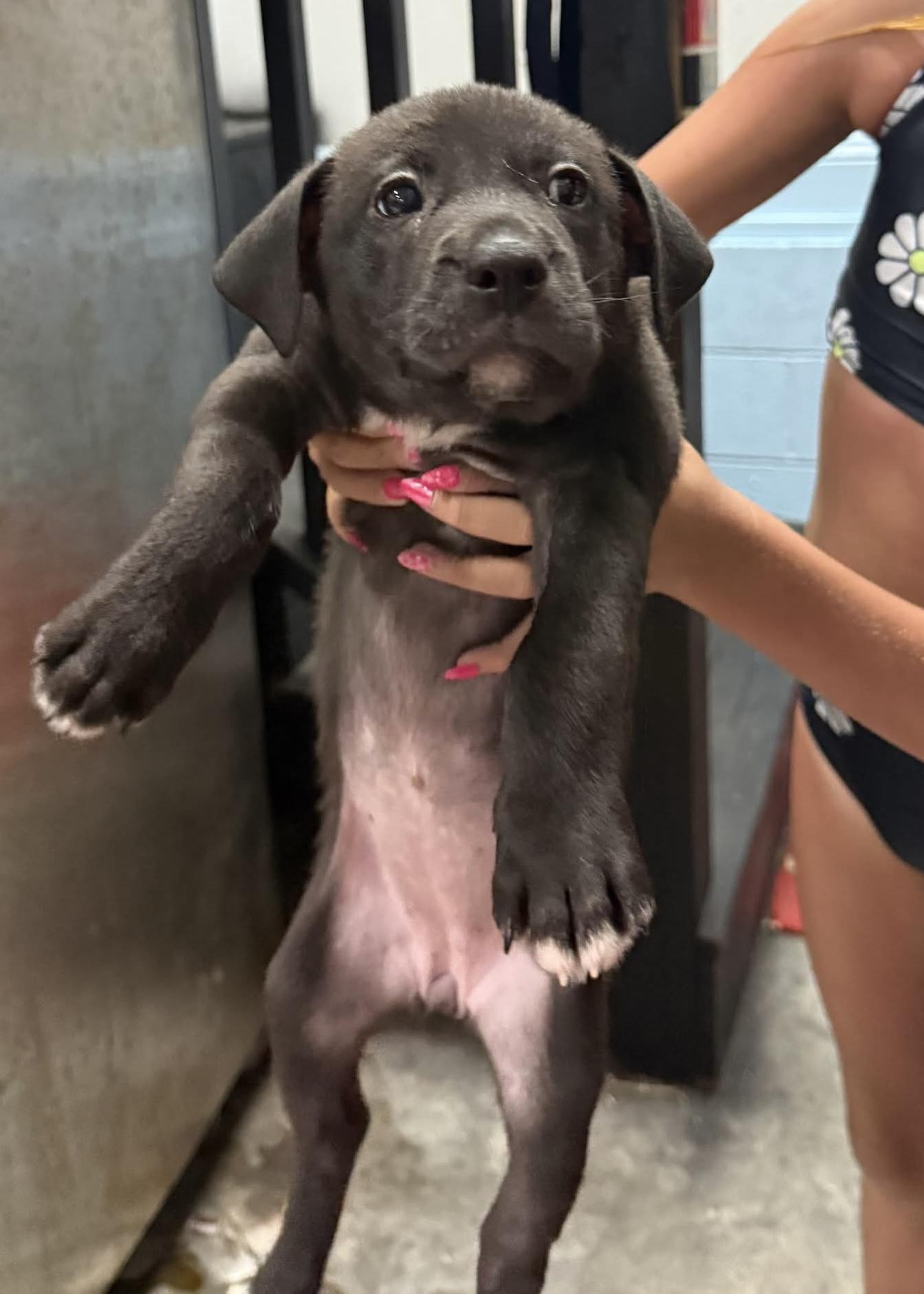 Fruit loops, a ADOPTABLE mixed breed in Wando, SC image 2/4