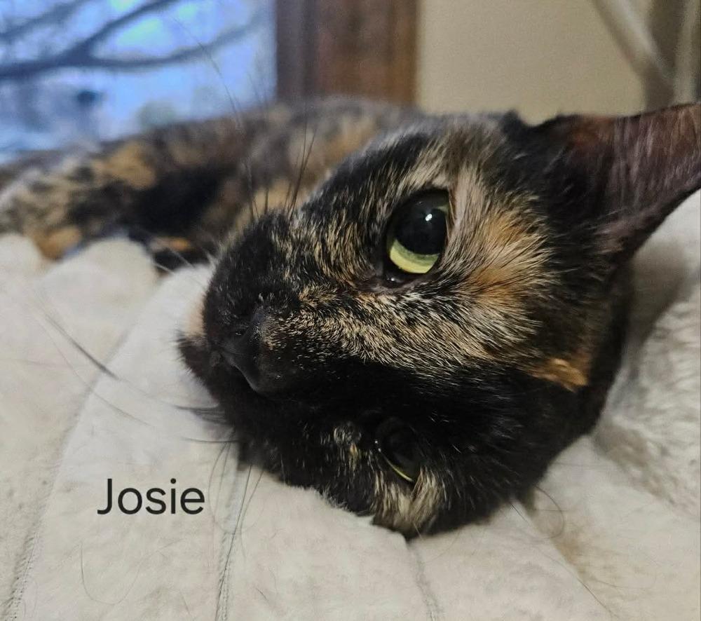 Josie S., a Adoptable Domestic Short Hair in Peoria, IL image 1/4