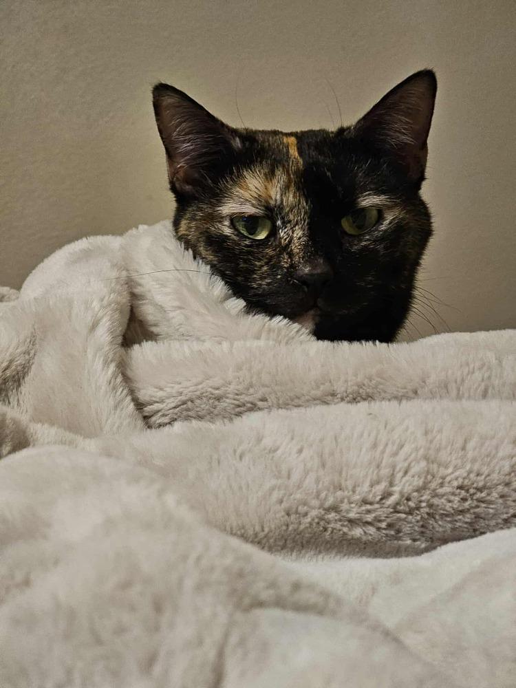 Enlarge Josie S., a Adoptable Domestic Short Hair in Peoria, IL image 1/4