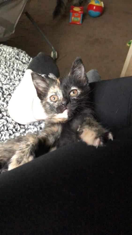 Enlarge Josie S., a Adoptable Domestic Short Hair in Peoria, IL image 4/4