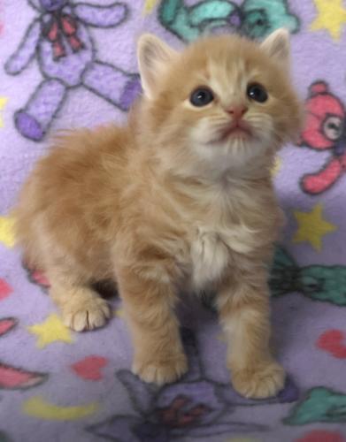 Enlarge Bangel, a Adoptable mixed breed in Thief River Falls, MN image 1/1