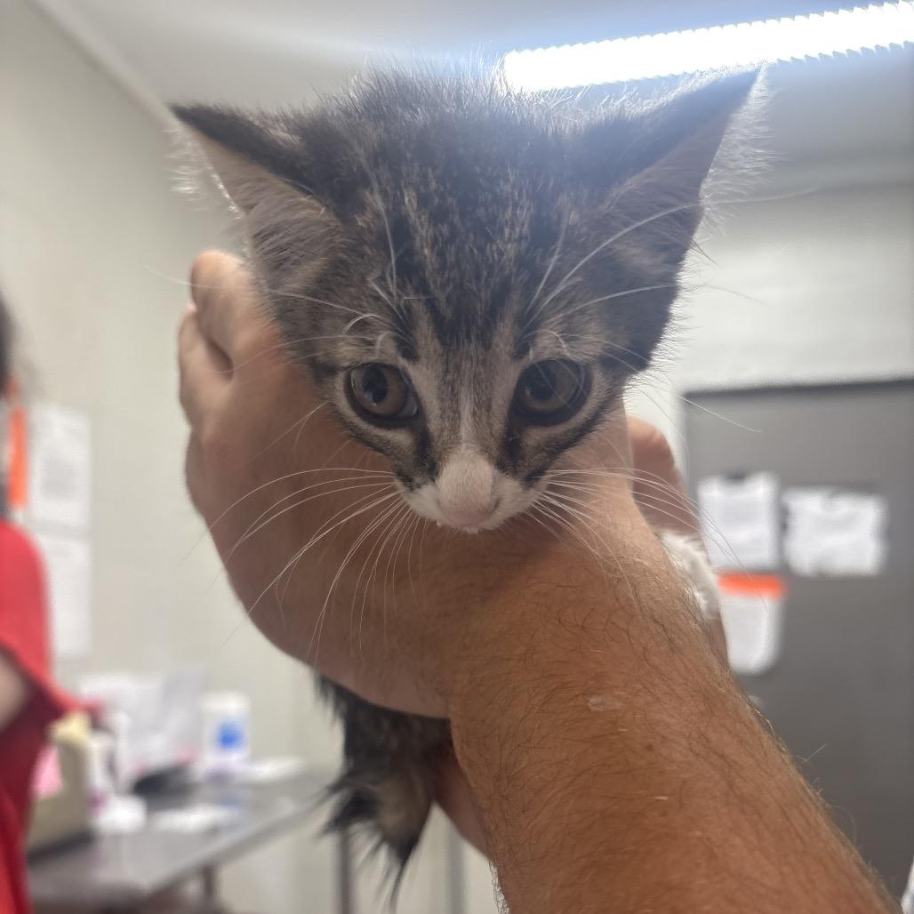 Brindlestripe, Adoptable, Kitten Female Domestic Short Hair.
