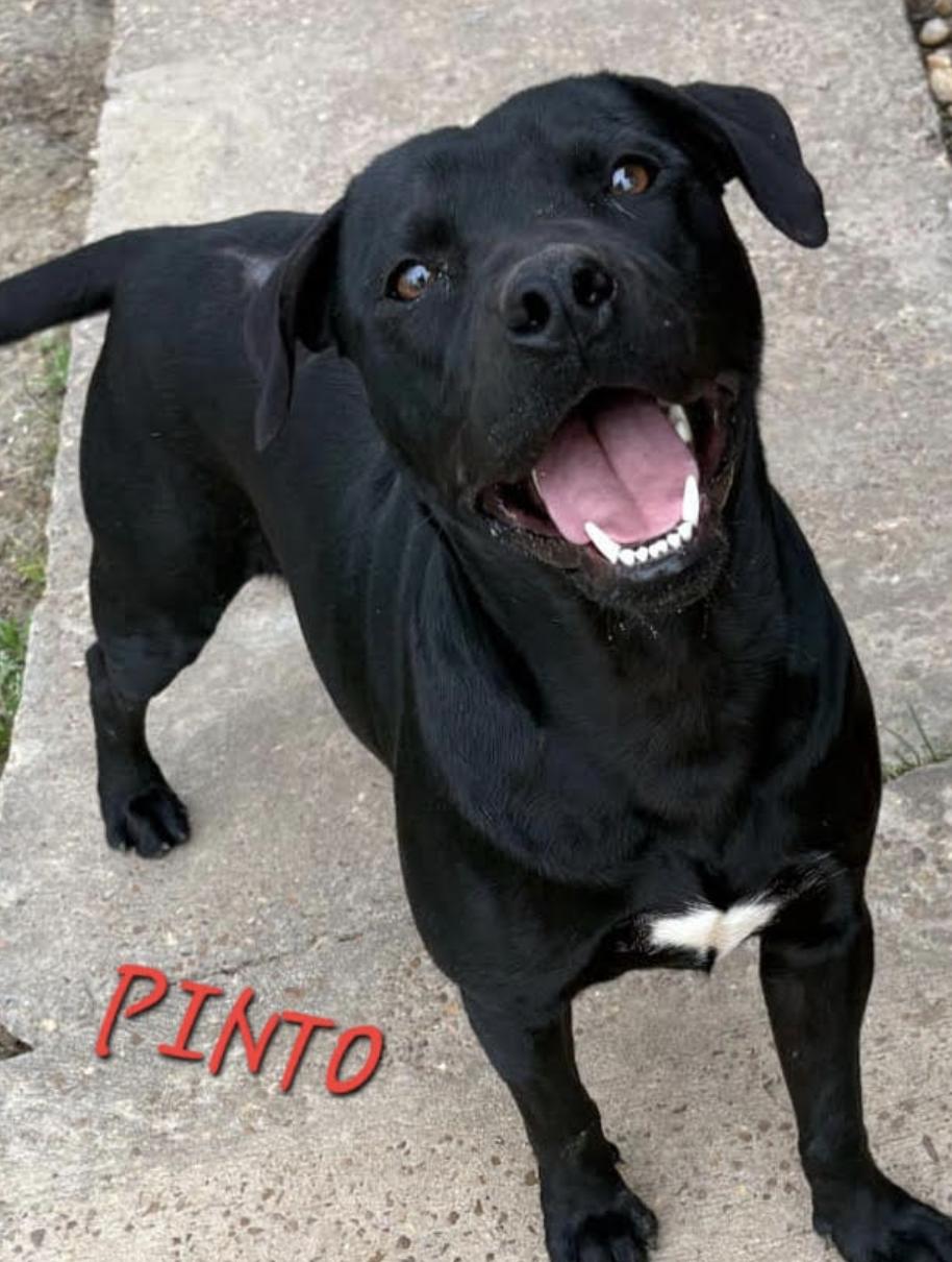 Pinto ~ Such a gorgeous guy! 4
