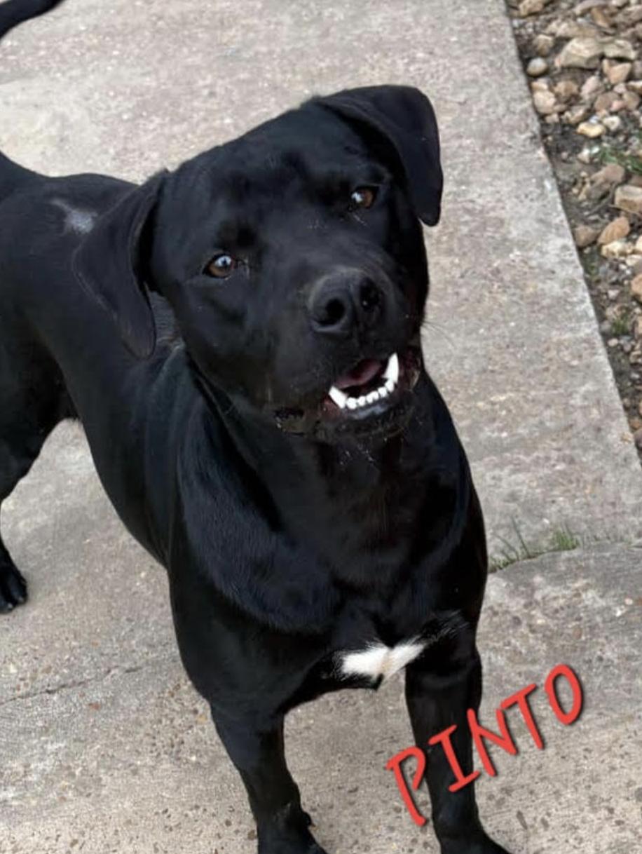 Pinto ~ Such a gorgeous guy! 2