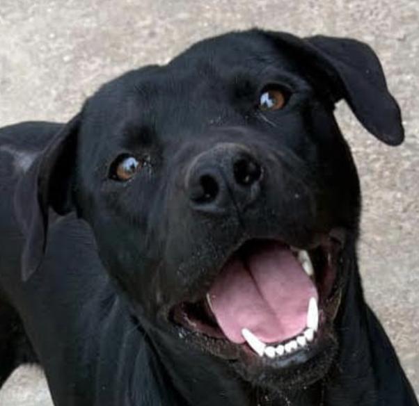 Pinto ~ Such a gorgeous guy!