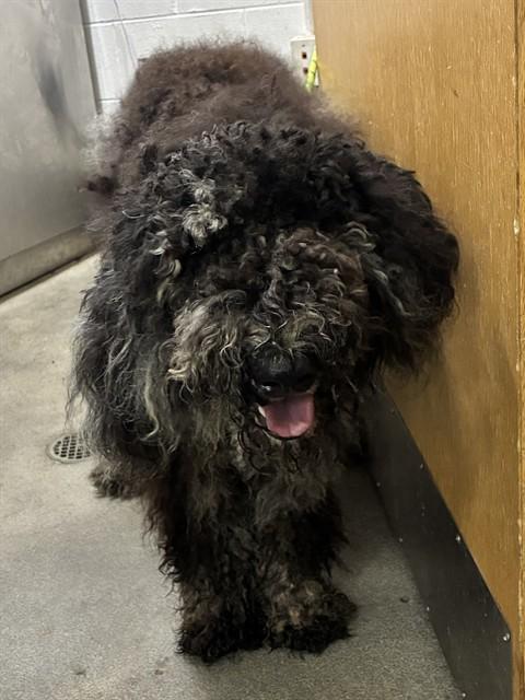 BELLA, Adoptable, Young Female Poodle & Mixed Breed.
