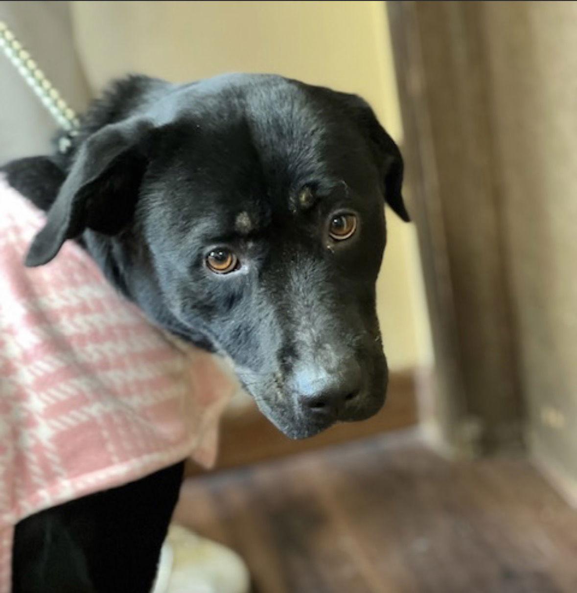 Enlarge Hannah!, a Adoptable mixed breed in Mount Laurel, NJ image 1/3