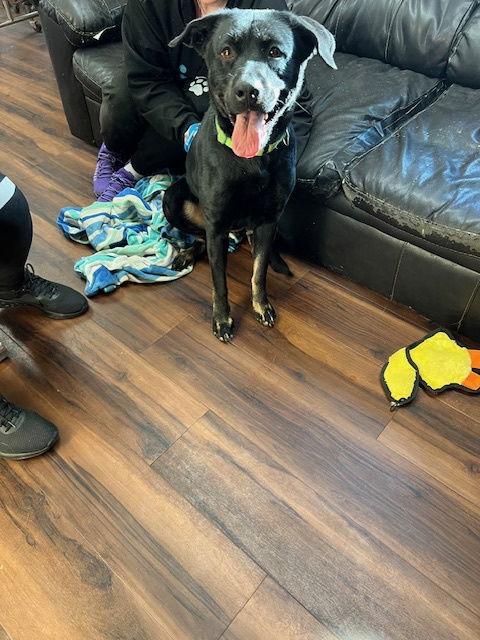 Hannah!, Adoptable, Young Female Black Labrador Retriever & Chesapeake Bay Retriever.