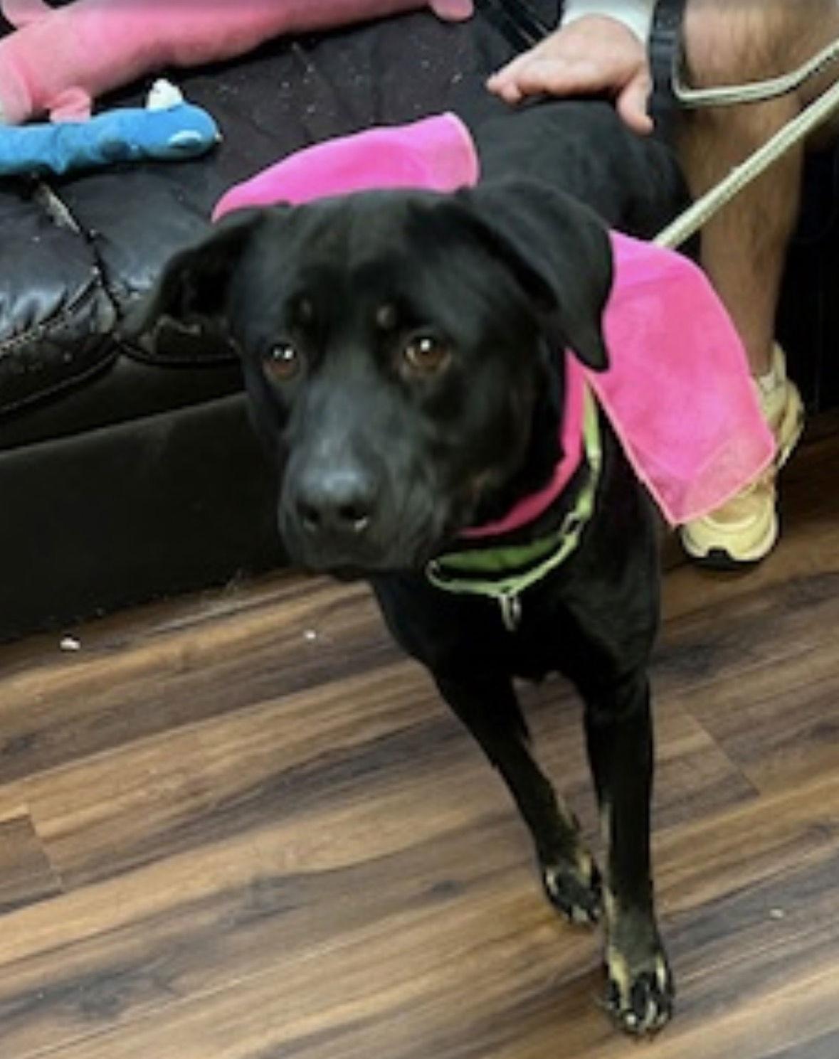 Hannah!, a Adoptable mixed breed in Mount Laurel, NJ image 2/3