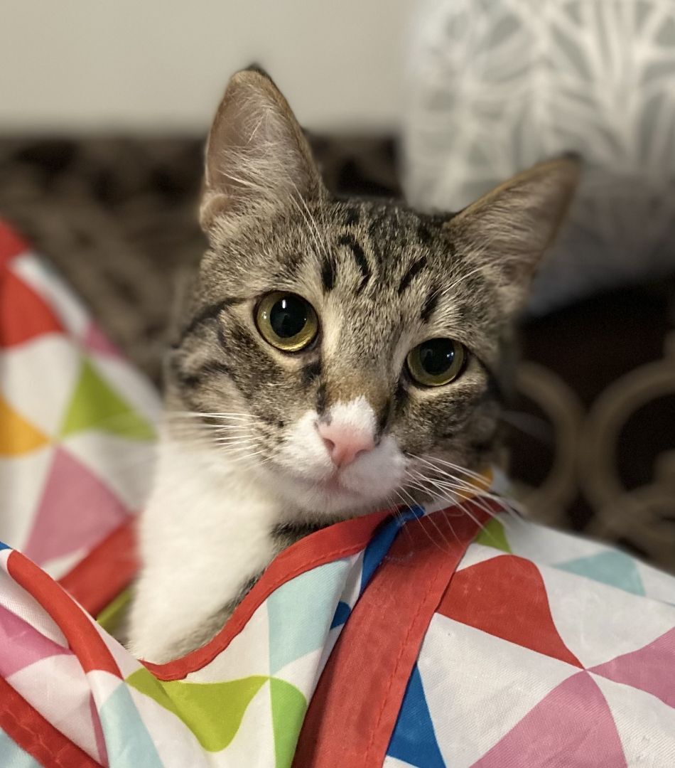 Enlarge Sunny, a Adoptable Domestic Short Hair in Midway City, CA image 1/8